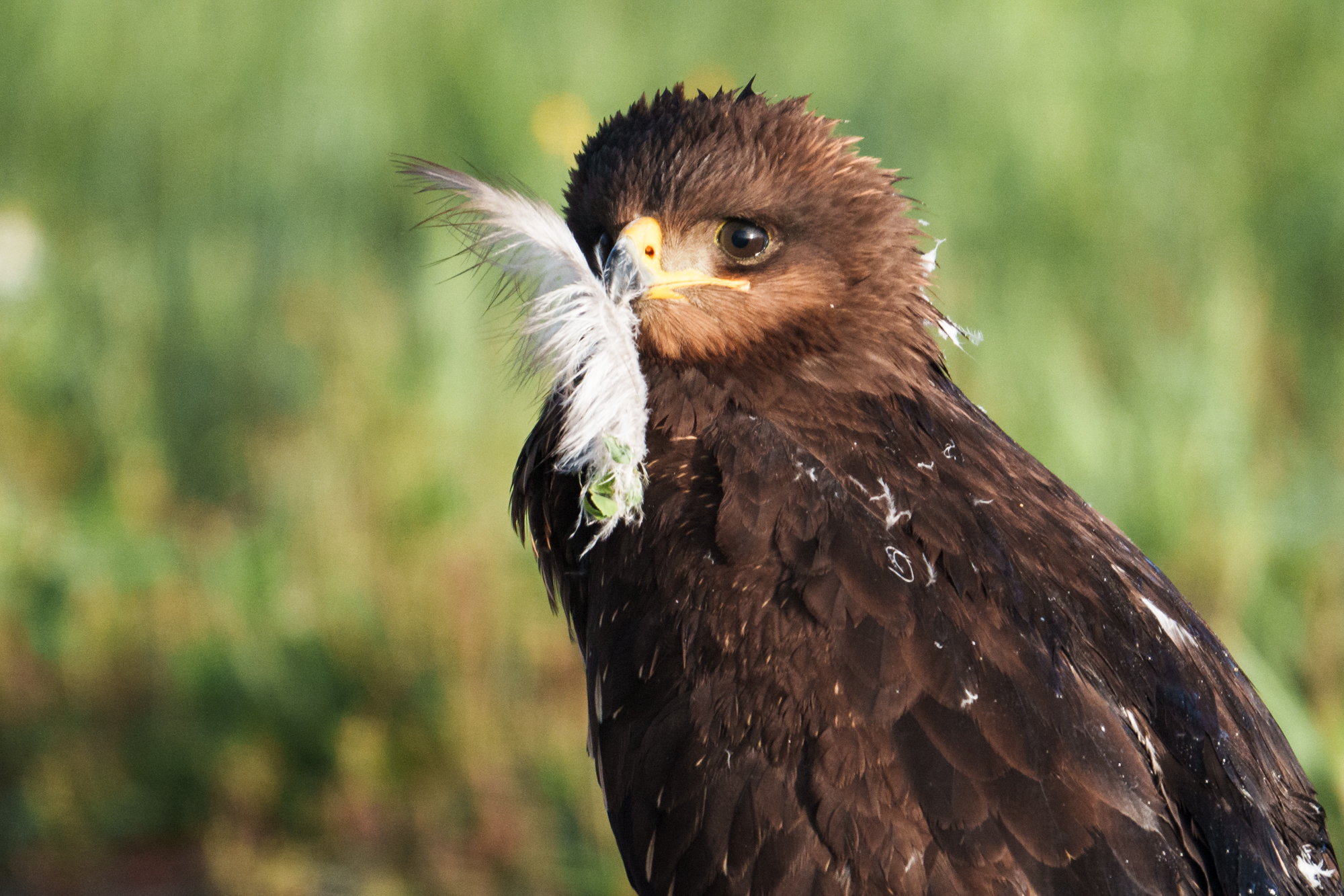 , Велин Александр