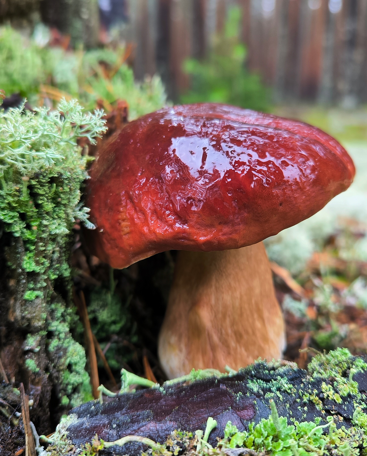 белый гриб, ANDREY PERESHEIN