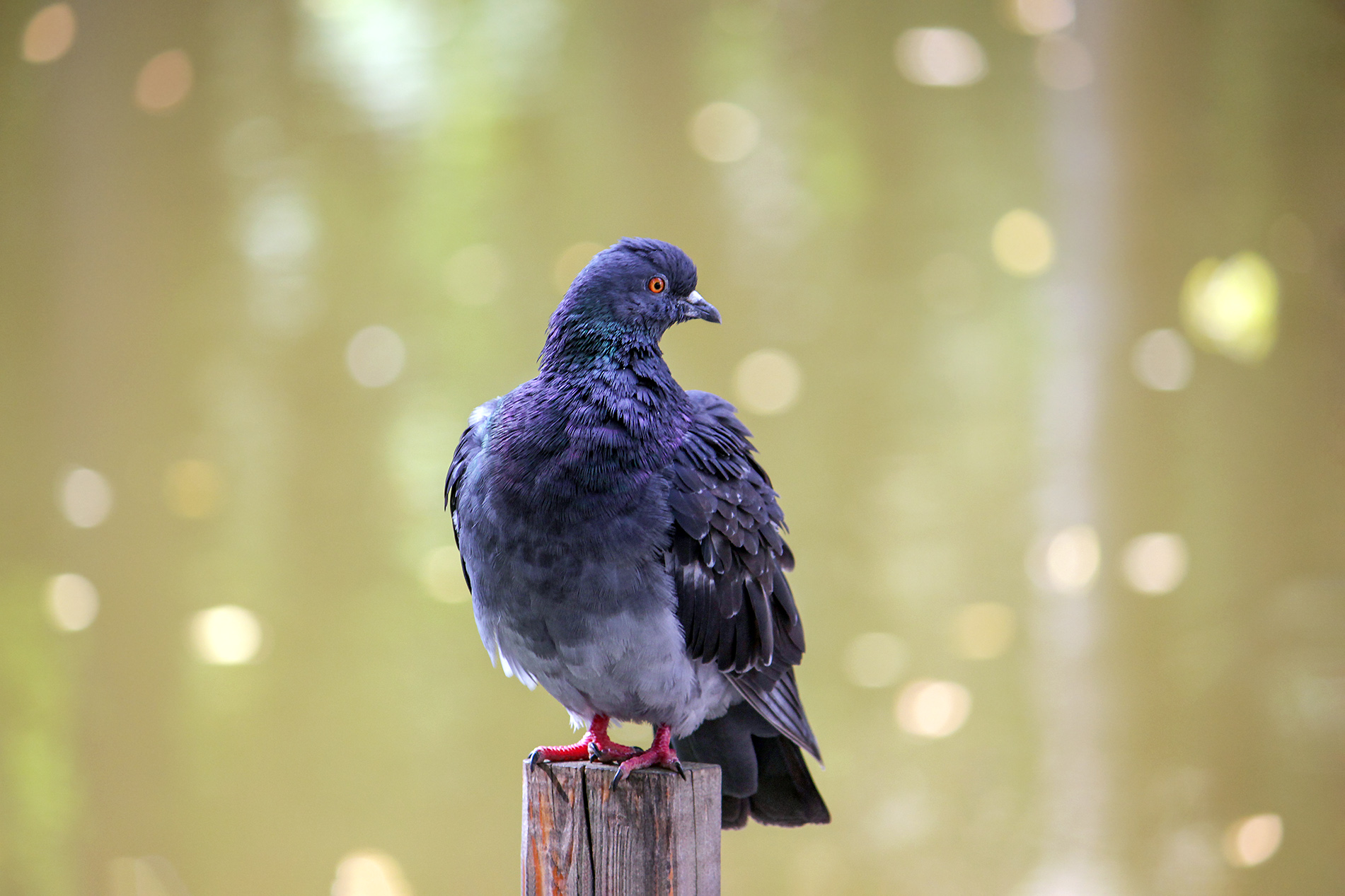 голубь, сизый голубь, columba livia, КарОл