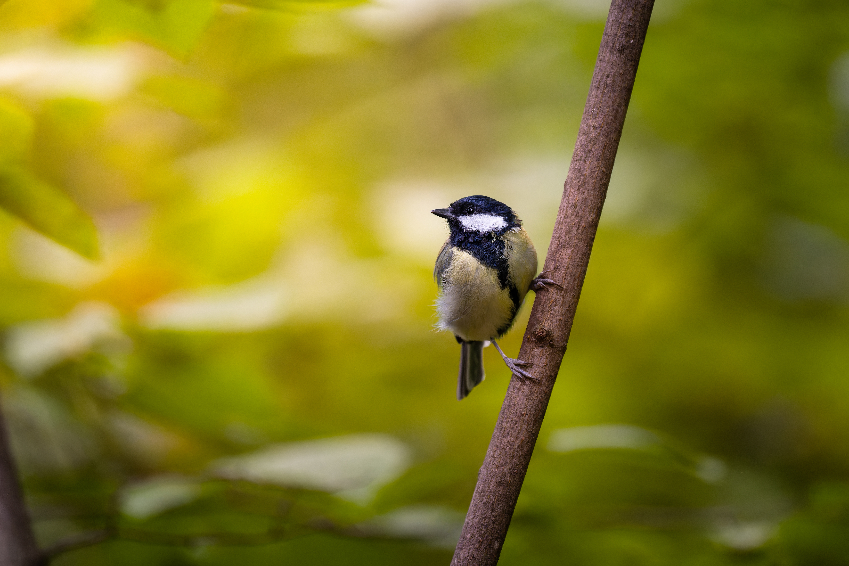 , Ширяев Константин