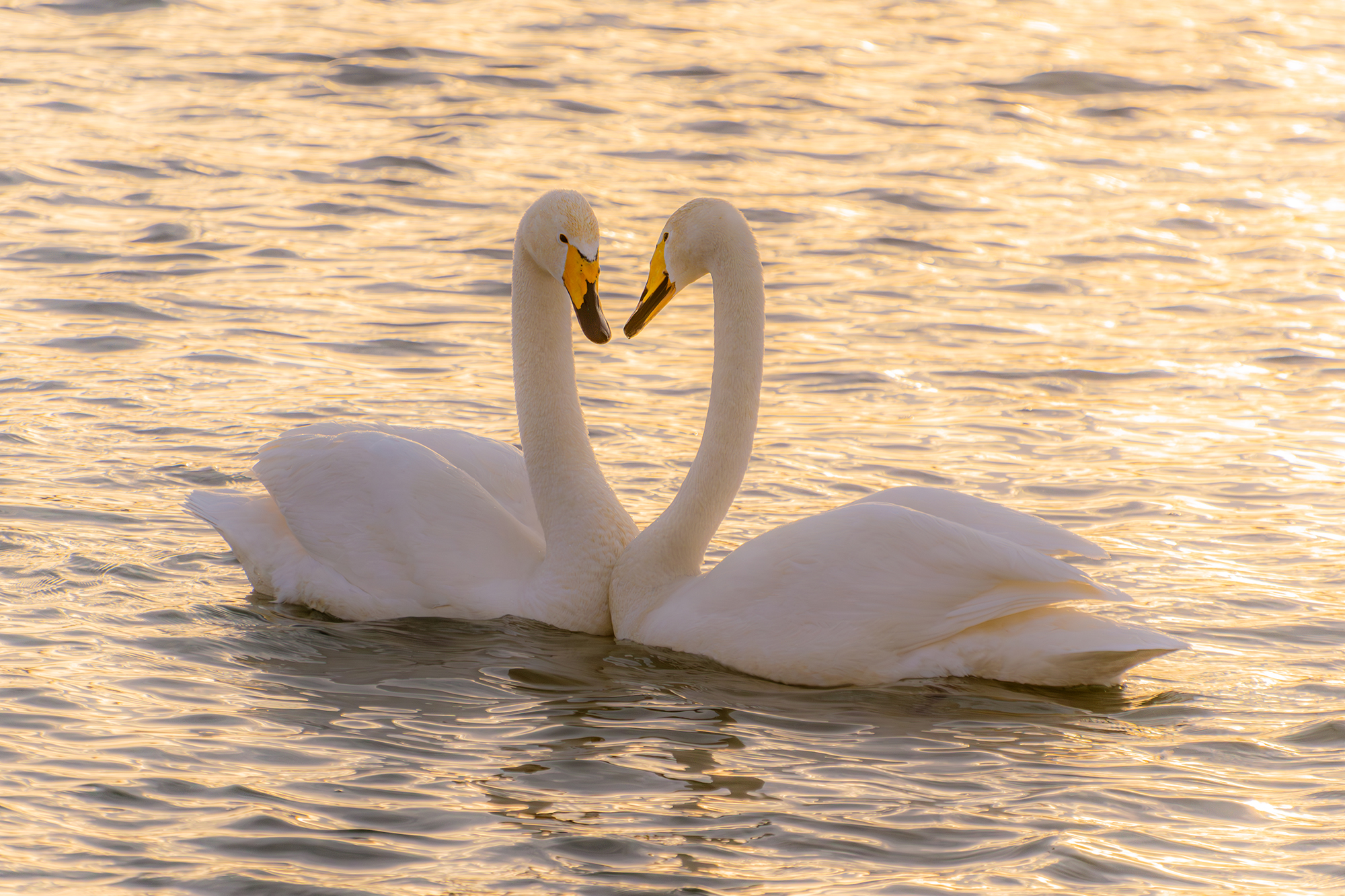 лебеди на бии, Татаркин Вячеслав