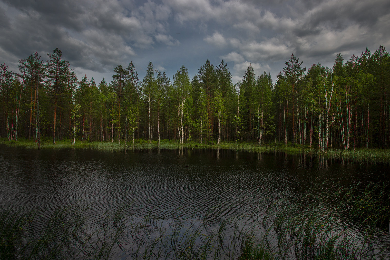 лес, озеро, Колтакова Наталия