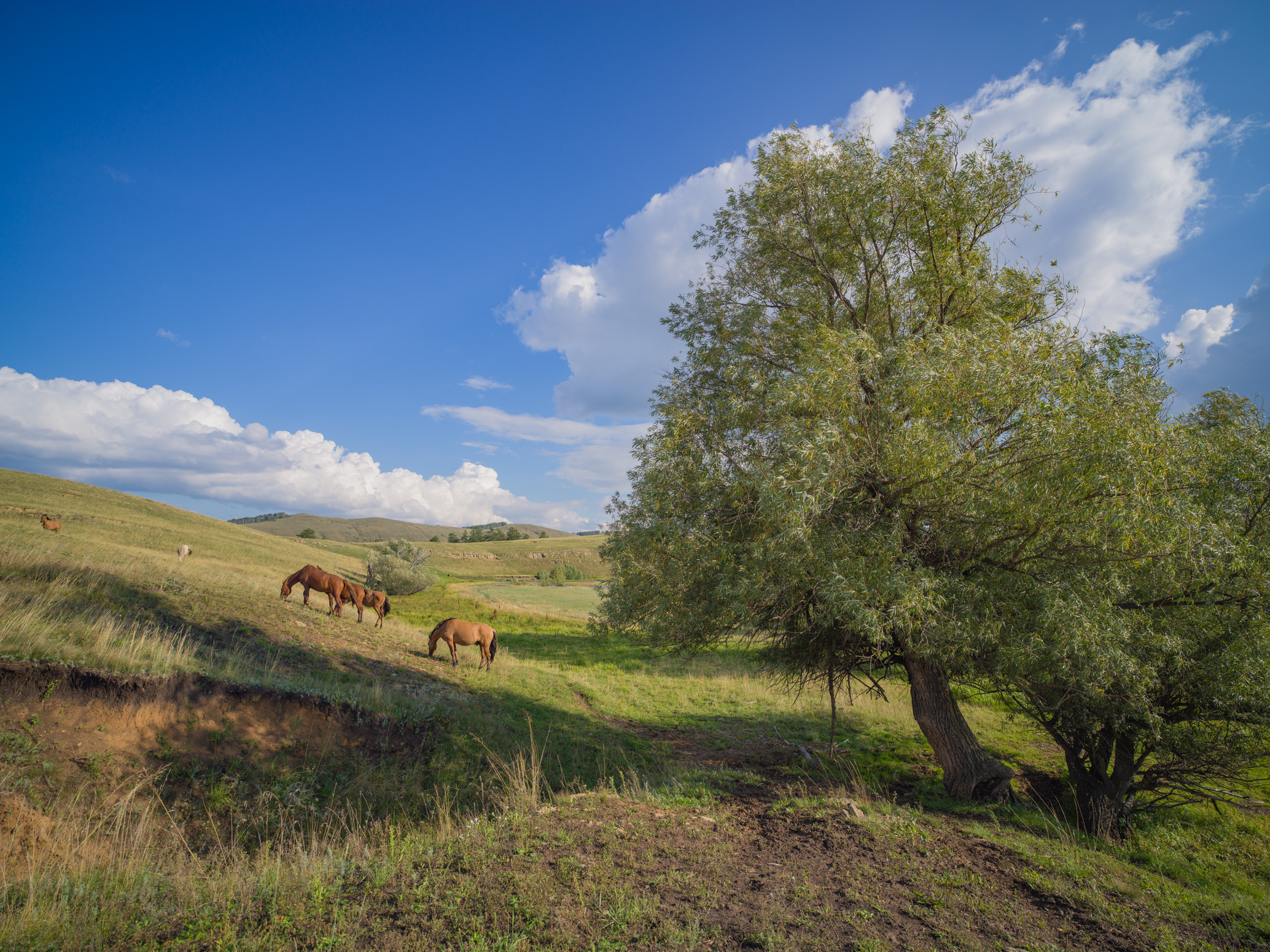 , Шустиков Дмитрий