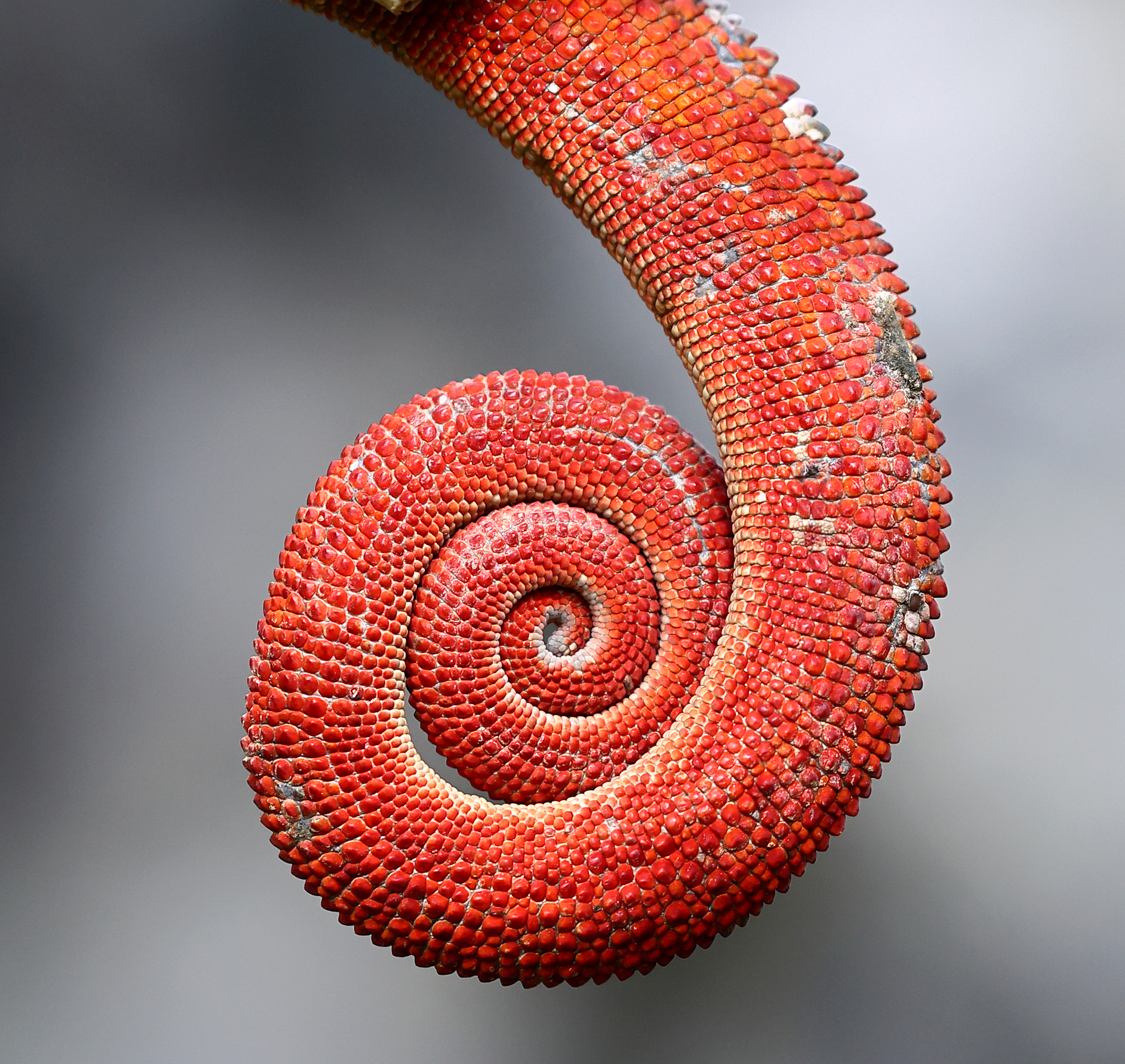 , Гудков Андрей