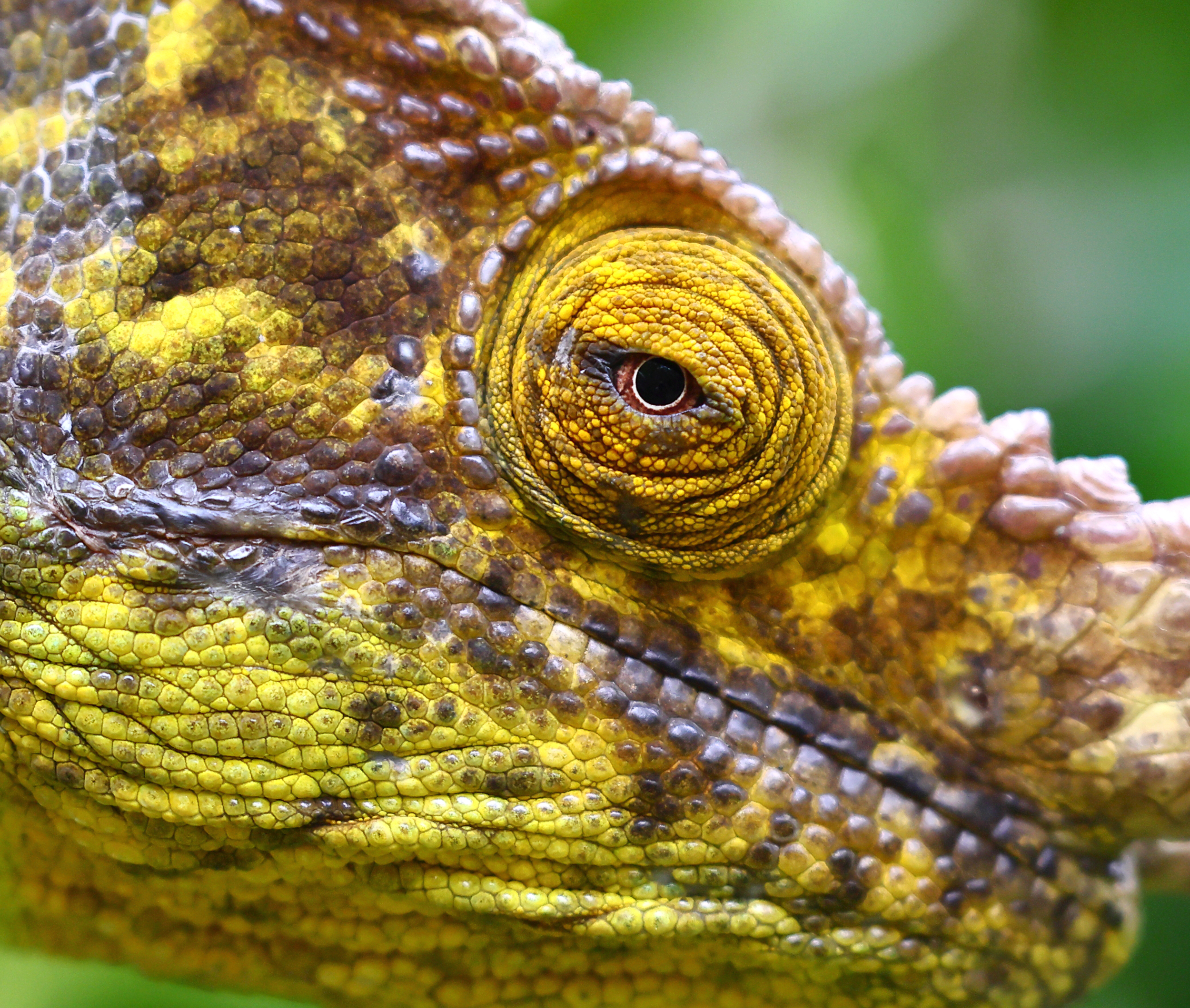 , Гудков Андрей