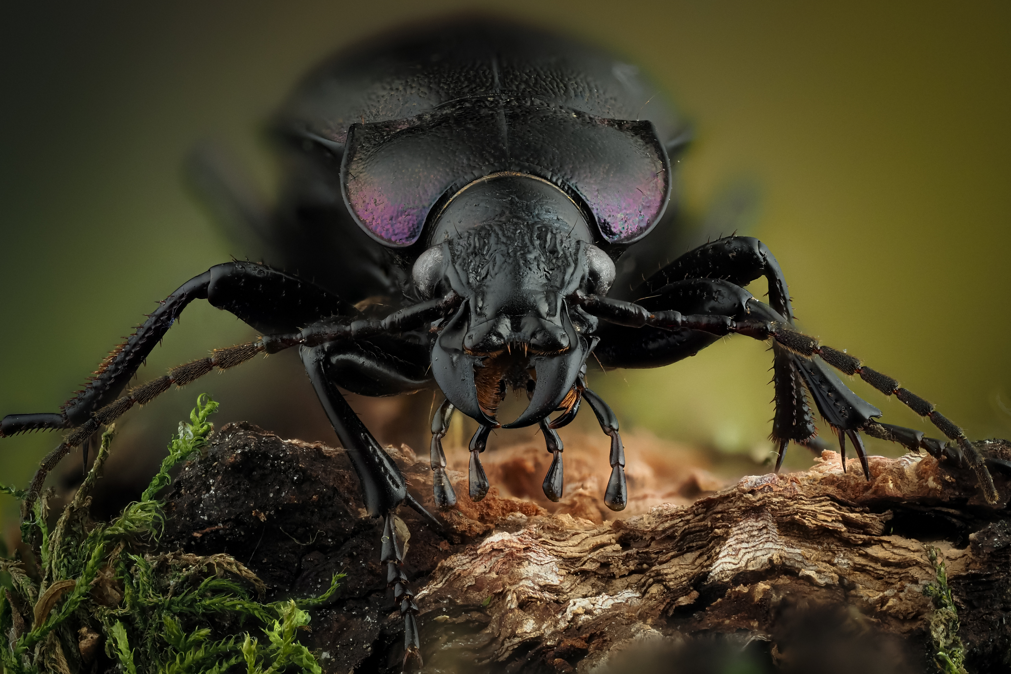 , Олег Савицкий