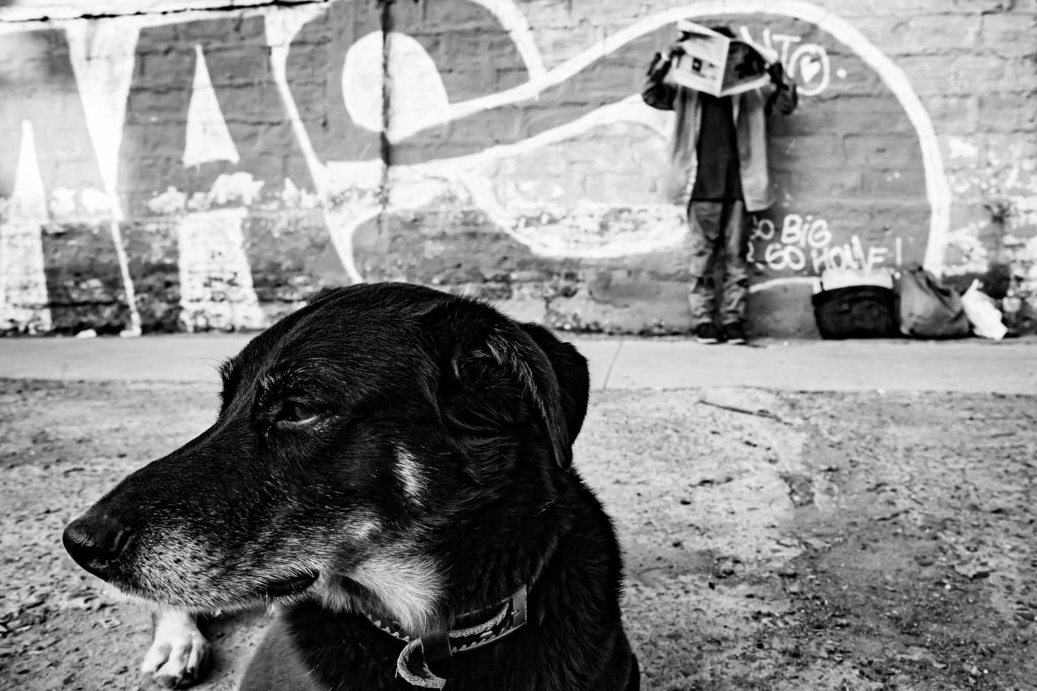 streetphotography, street, fotografía callejera, bastian cifuentes araya, periodista furioso, streetphoto, street photo, street photography, dog, doglover, Cifuentes Araya Bastián