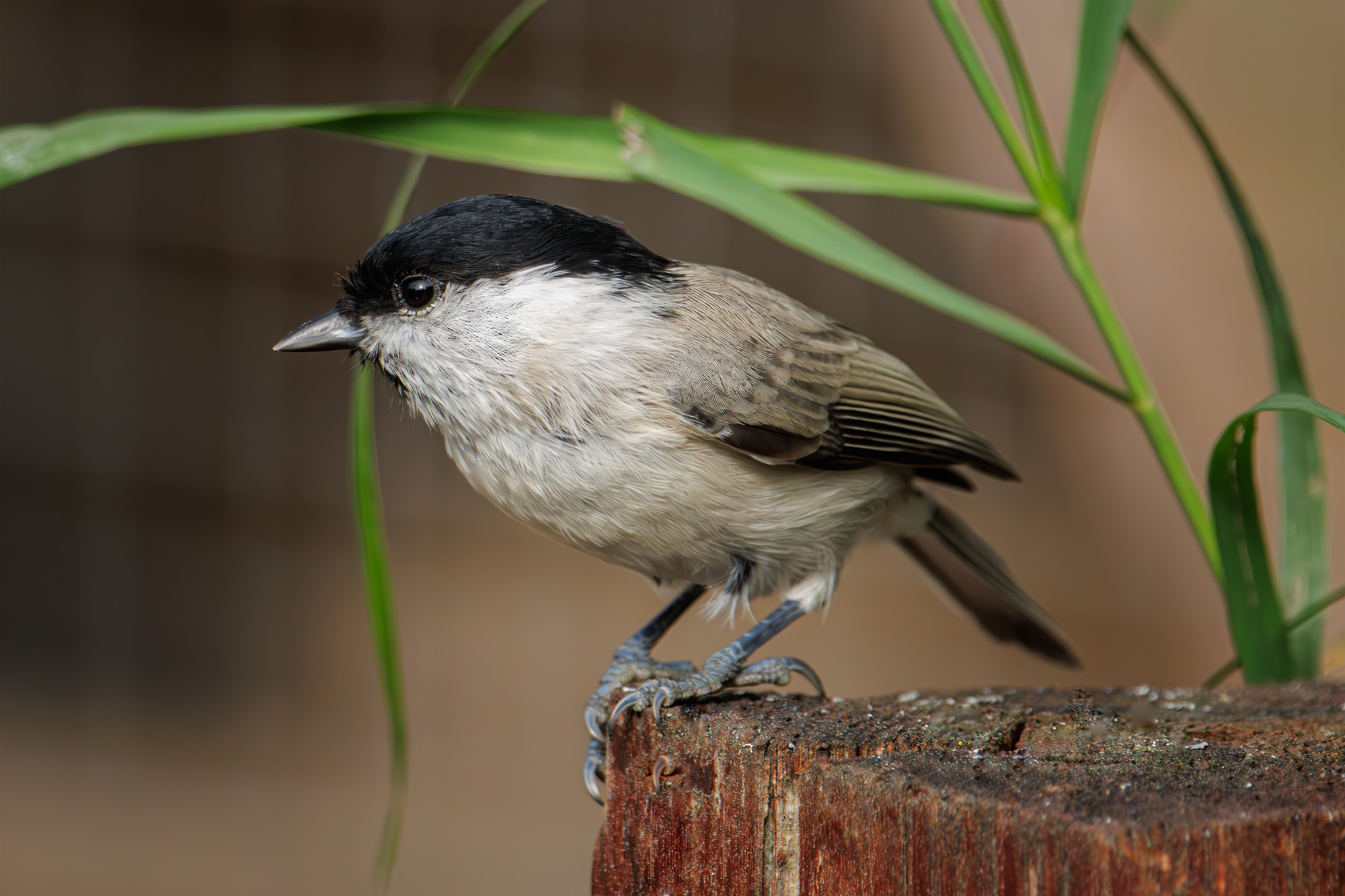 , Морозов Сергей