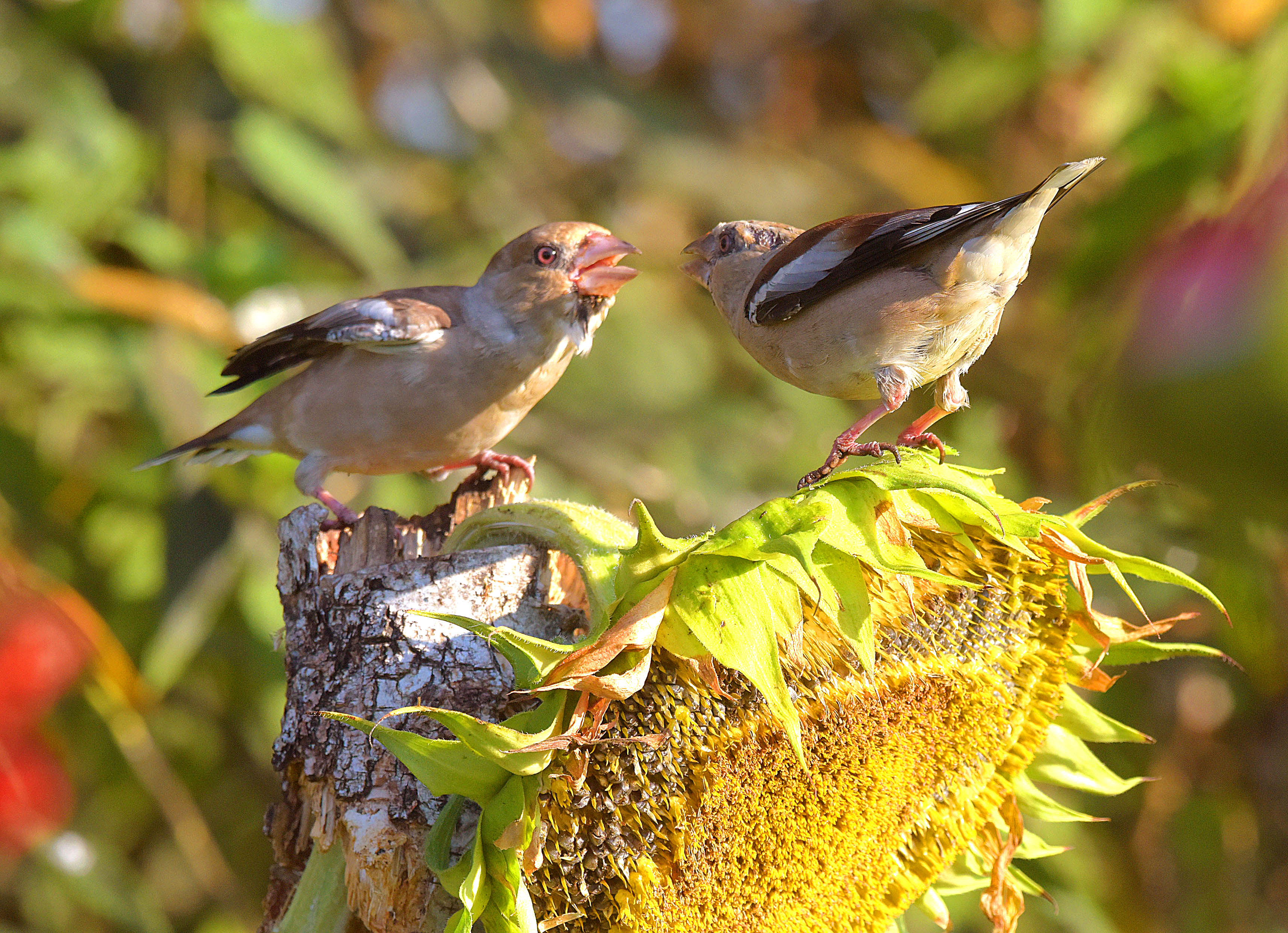 , Белоусов Михаил