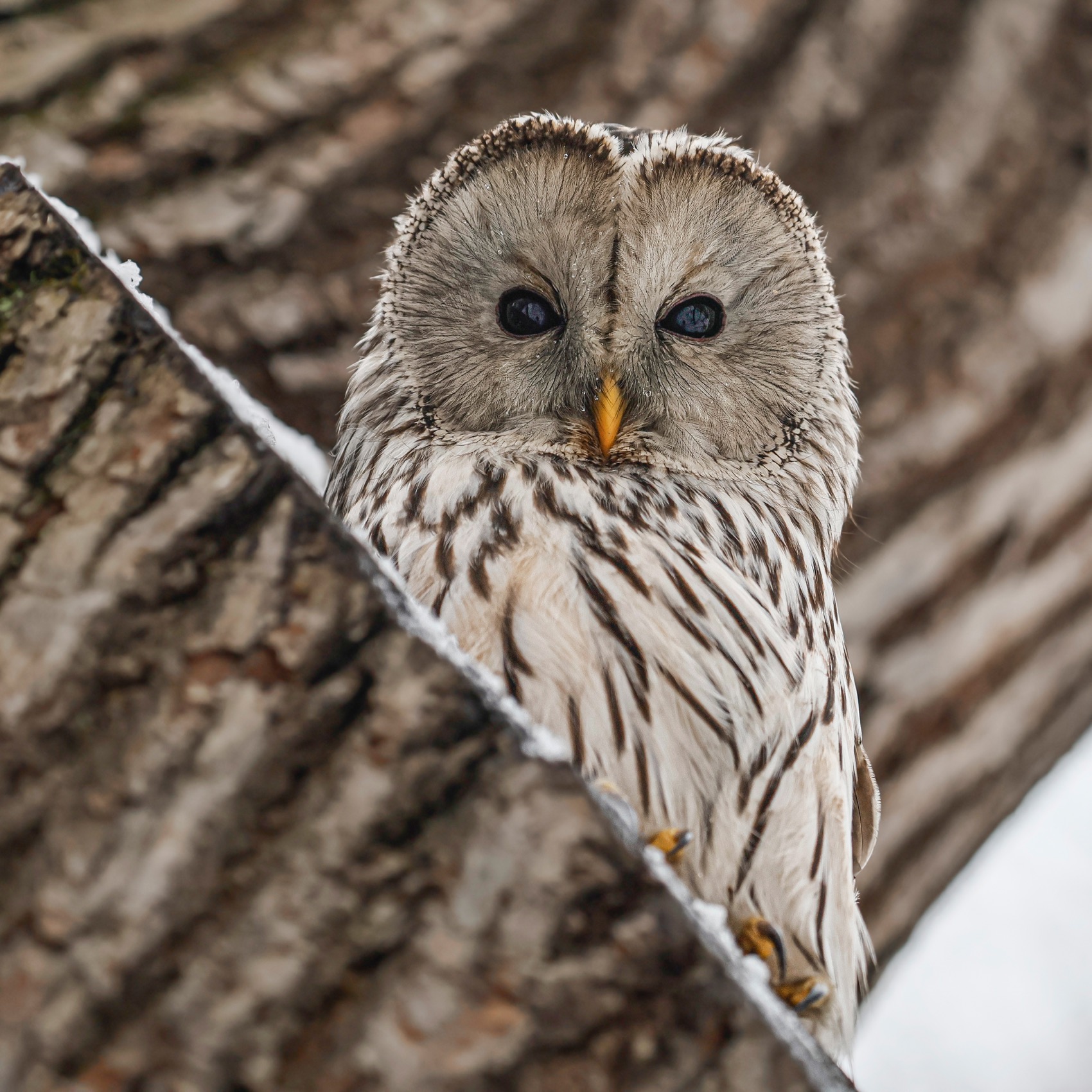 сова, уральская неясыть, птицы, неясыть, длиннохвостая неясыть, Ruslan Pl