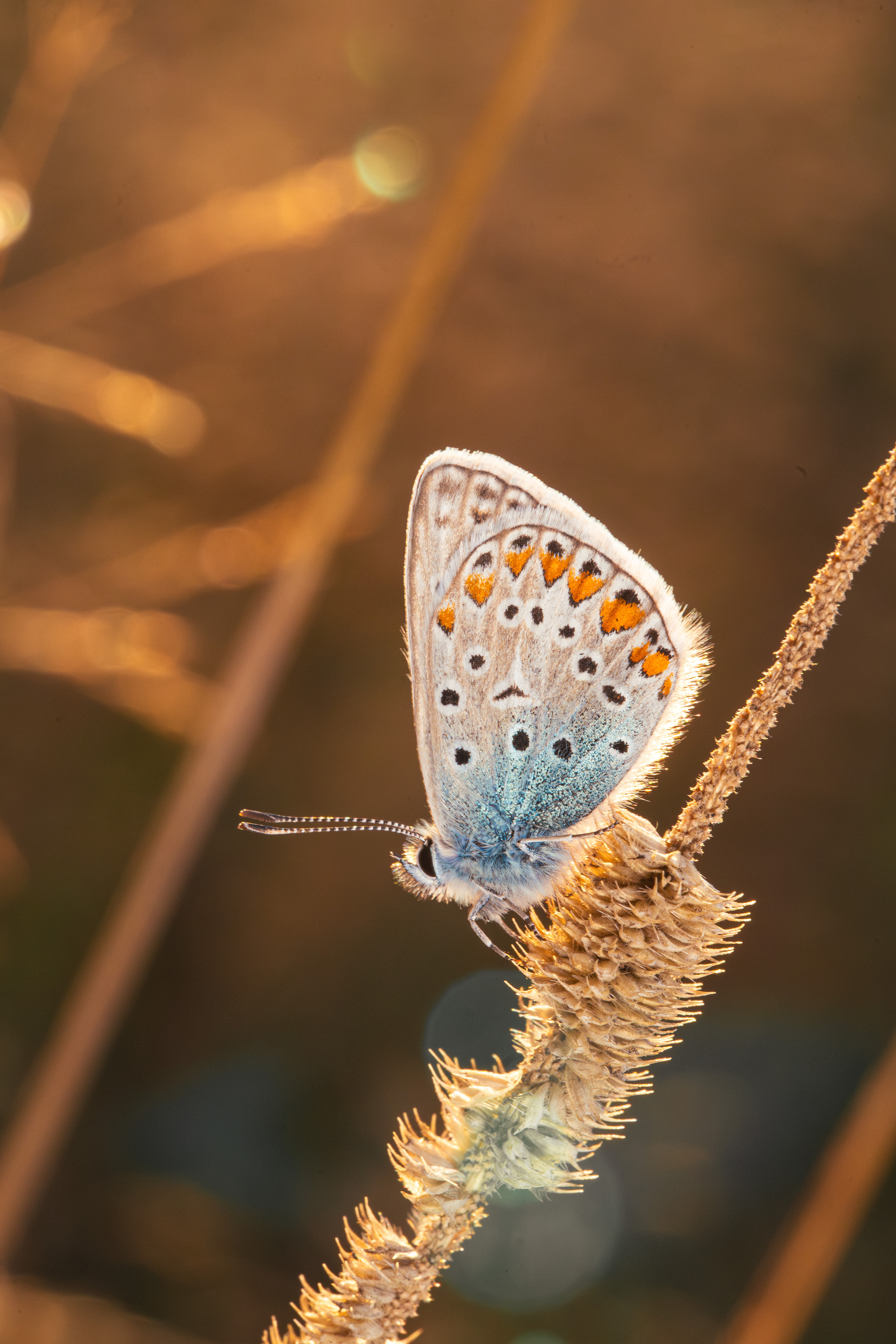 , Ольга Таланцева