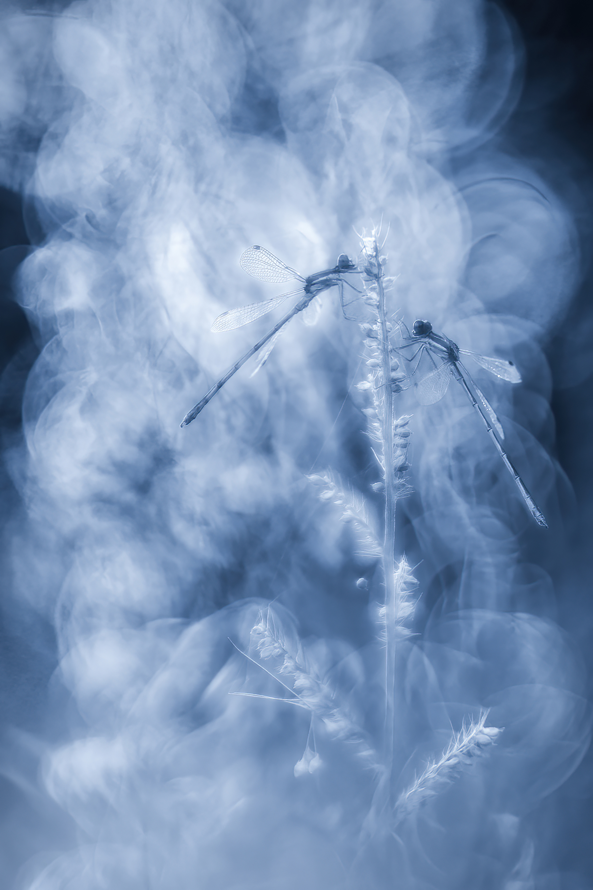 , Кузнецов Дмитрий