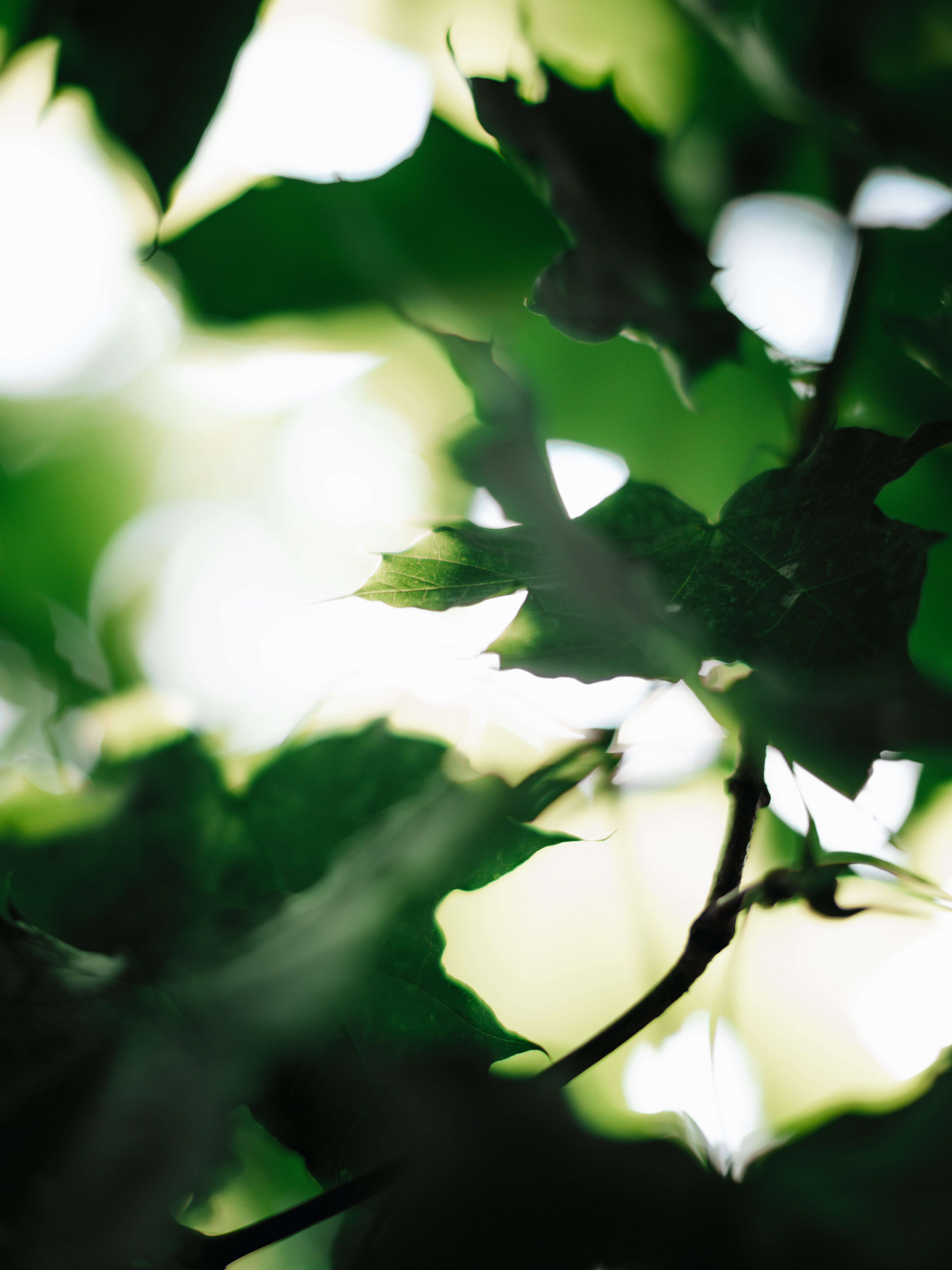 , Королёв Денис