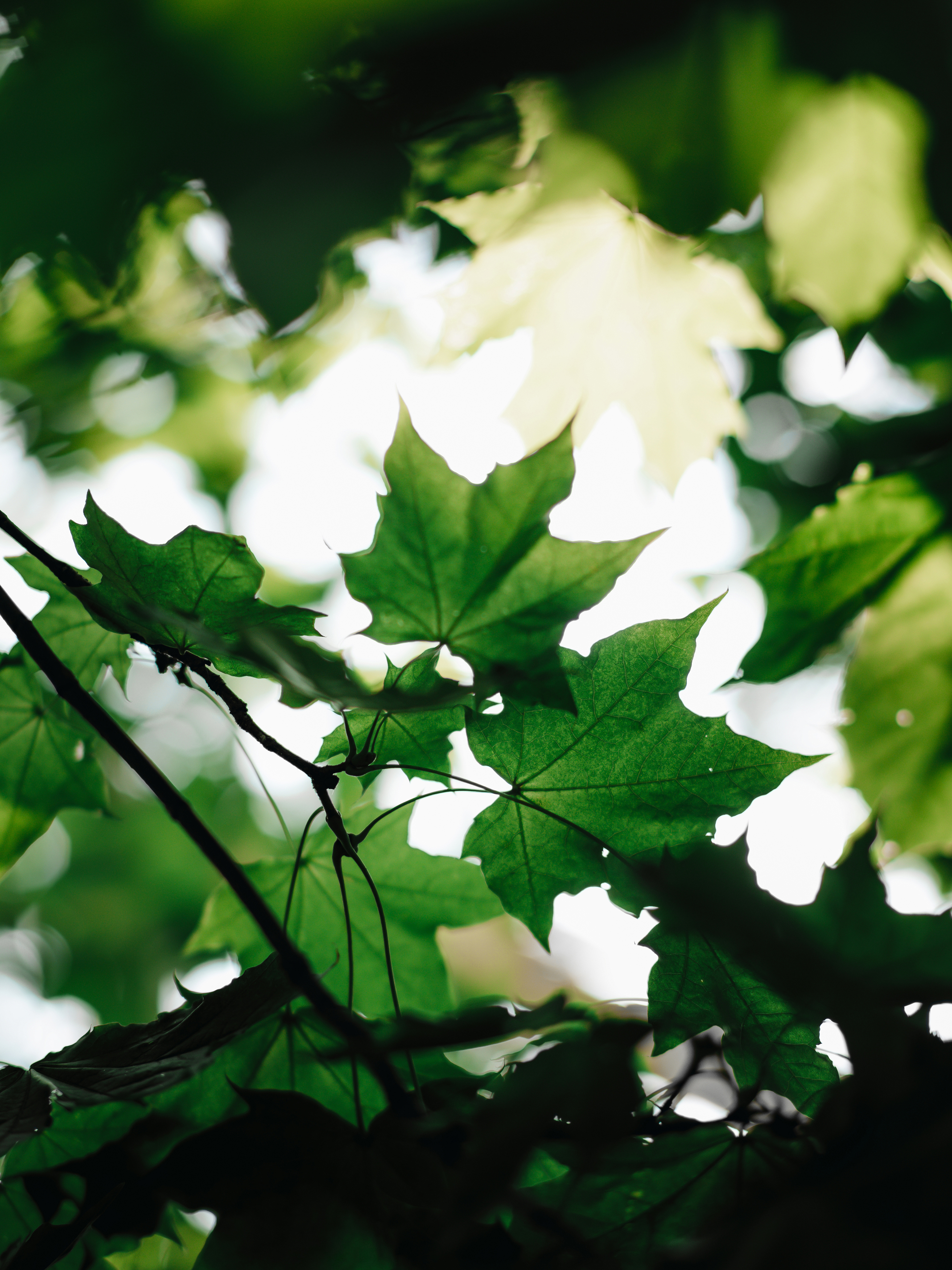 , Королёв Денис