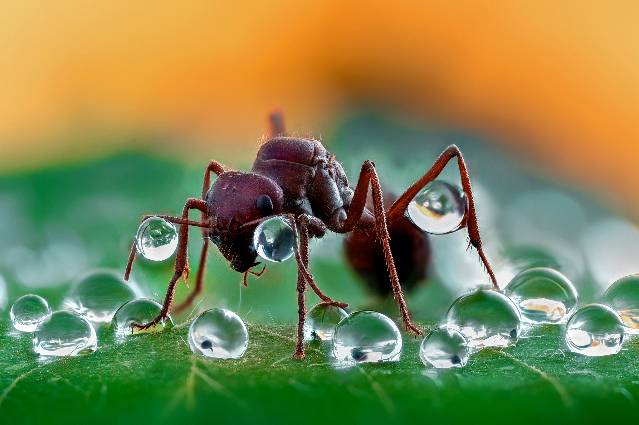 ceclii, macro, Tsvetan Ganev