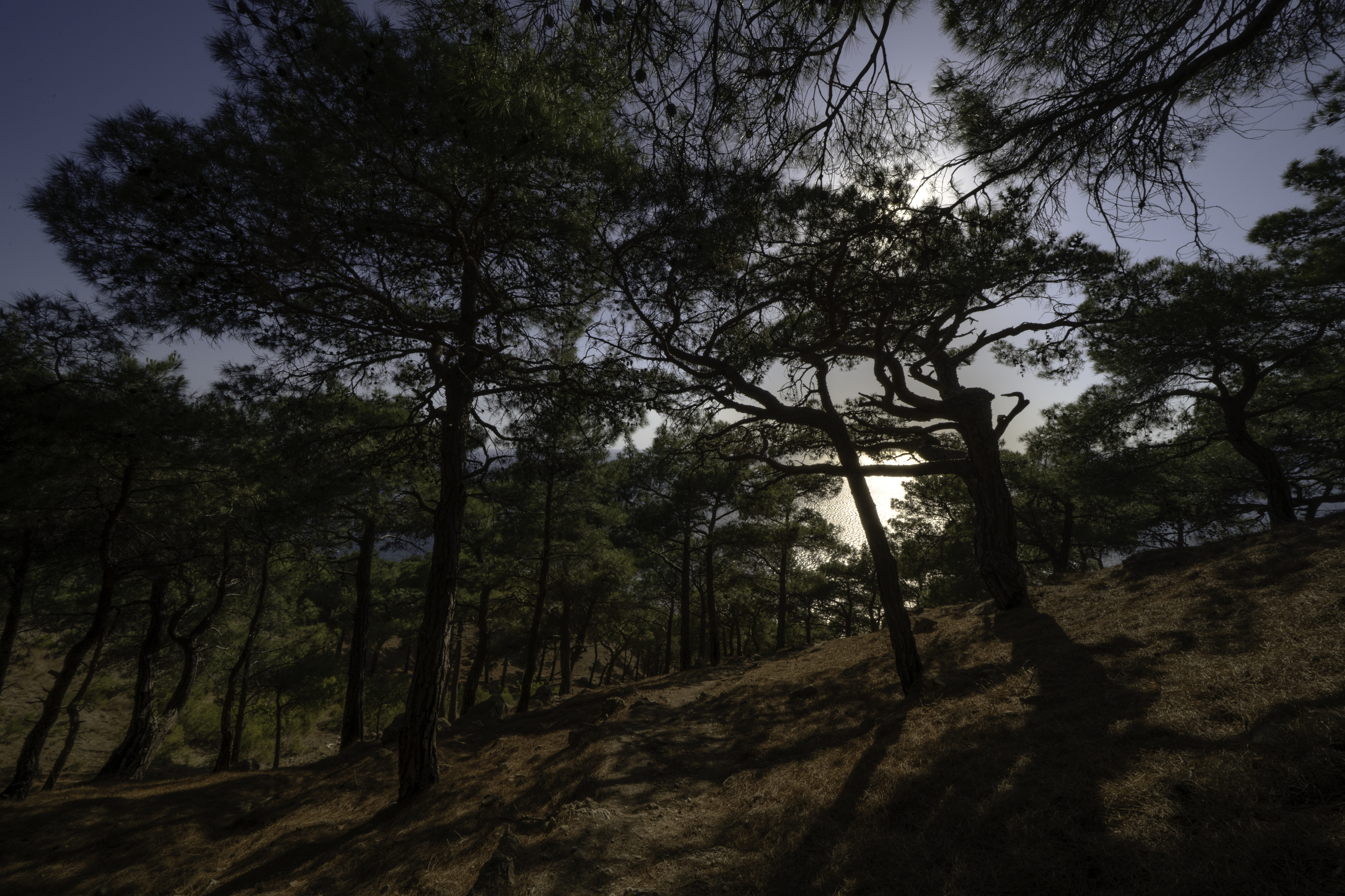 Россия, Крым, Севастополь, Большая Севастопольская Тропа, урочище Инжир, Гаврилов Юрий