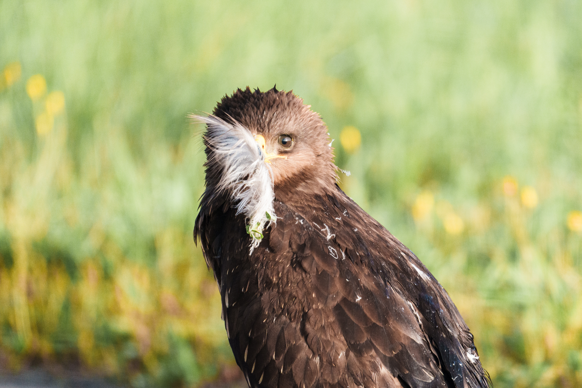 , Велин Александр