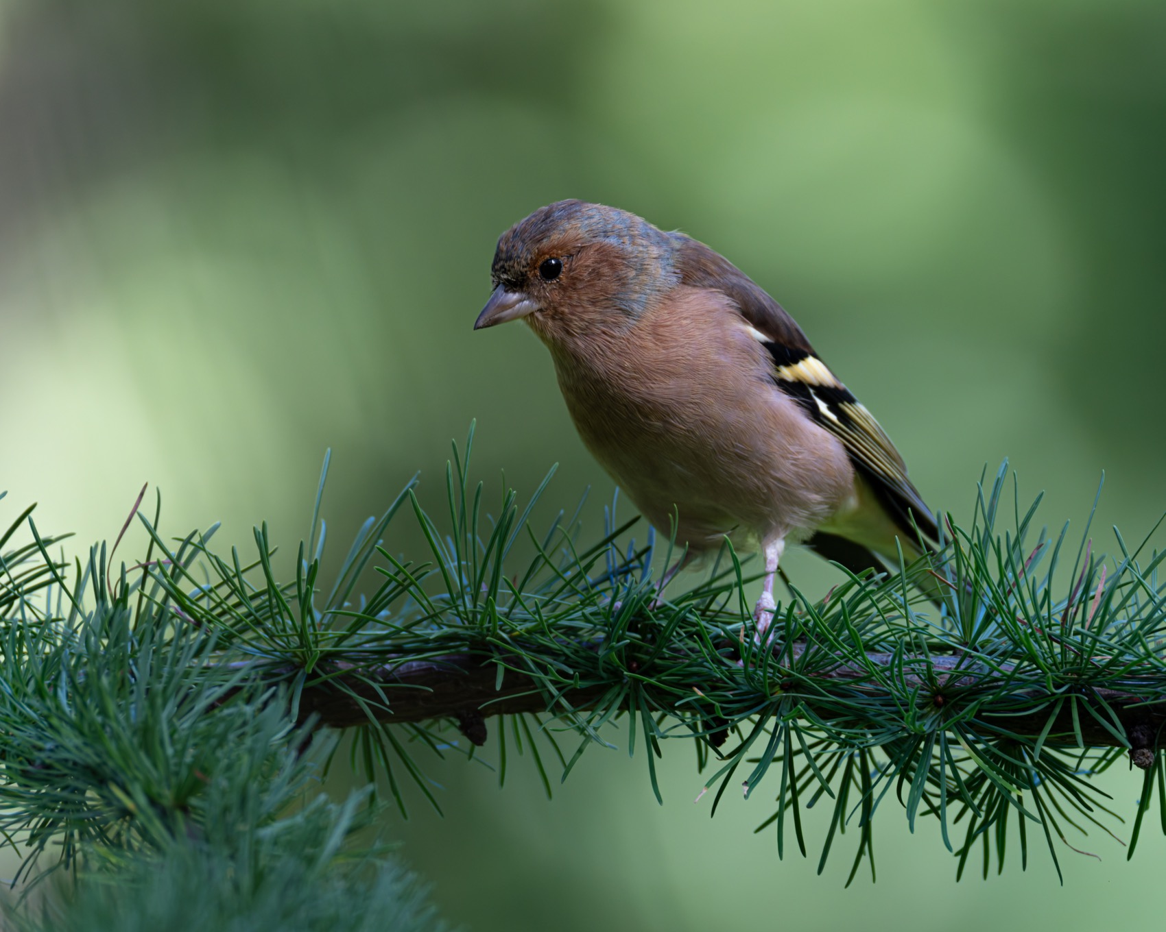 зяблик, птицы, Ruslan Pl
