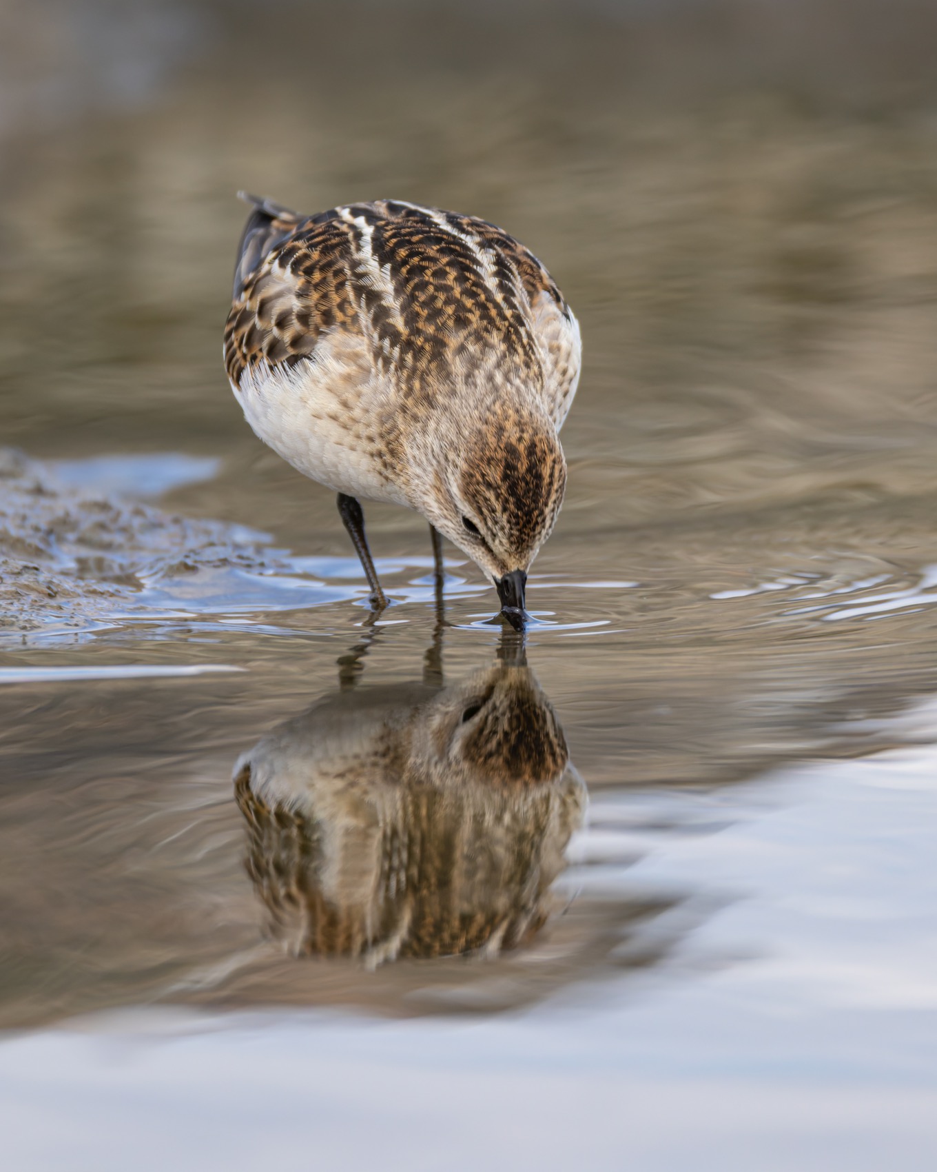 кулик-воробей, кулик, воробей, птицы, кулик воробей, Ruslan Pl