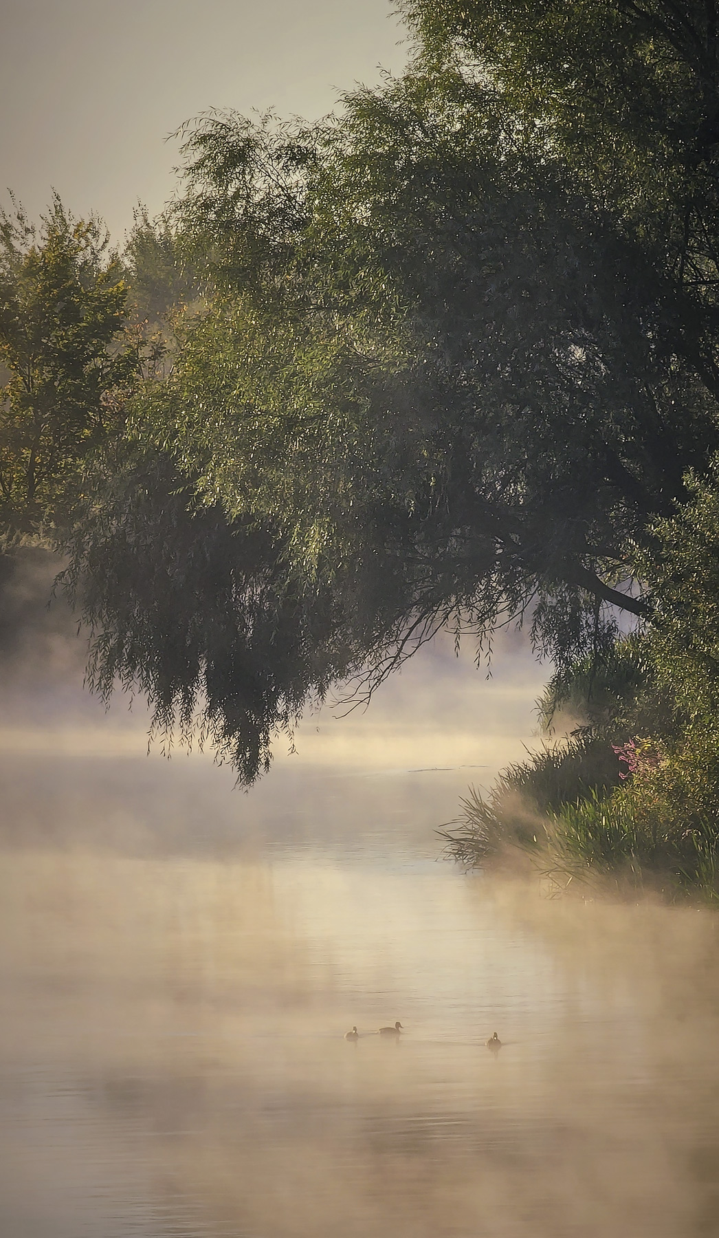 хопёр, ворона, река, утро, туман, Пирог Борис