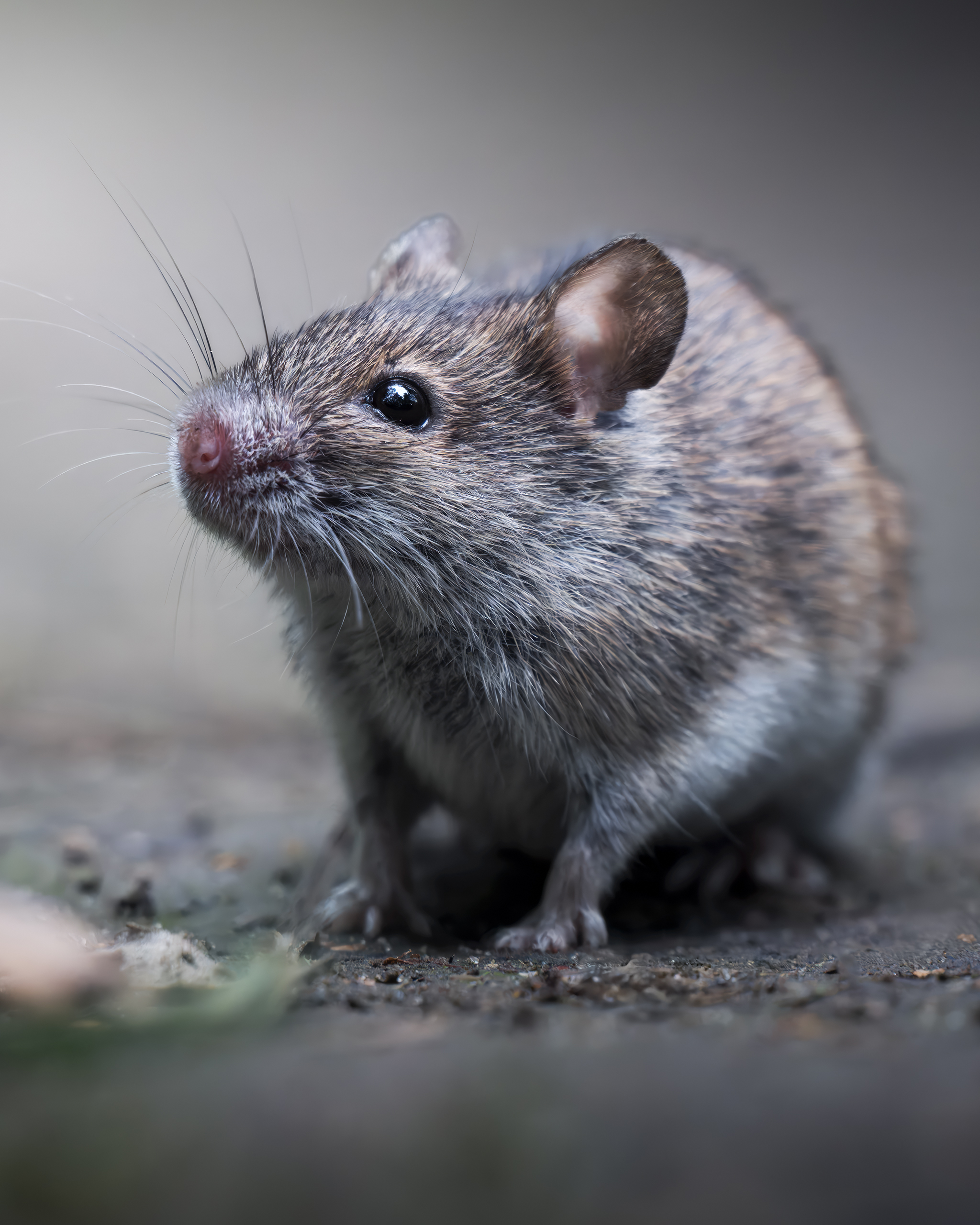 , Поляков Михаил