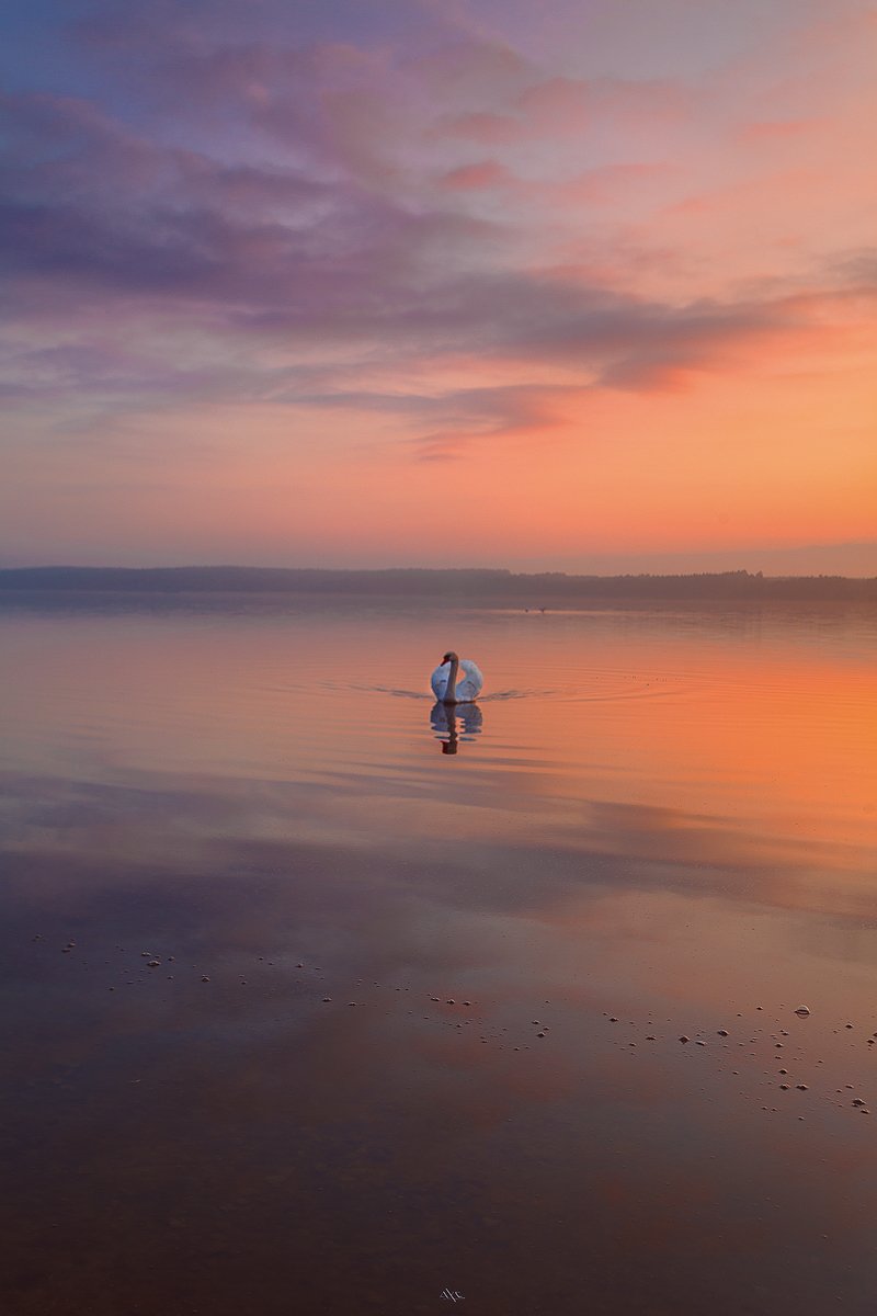 Colors, Curoniain gulf, Lithuania, Reflection, Sunset, Swan, Руслан Болгов (Axe)
