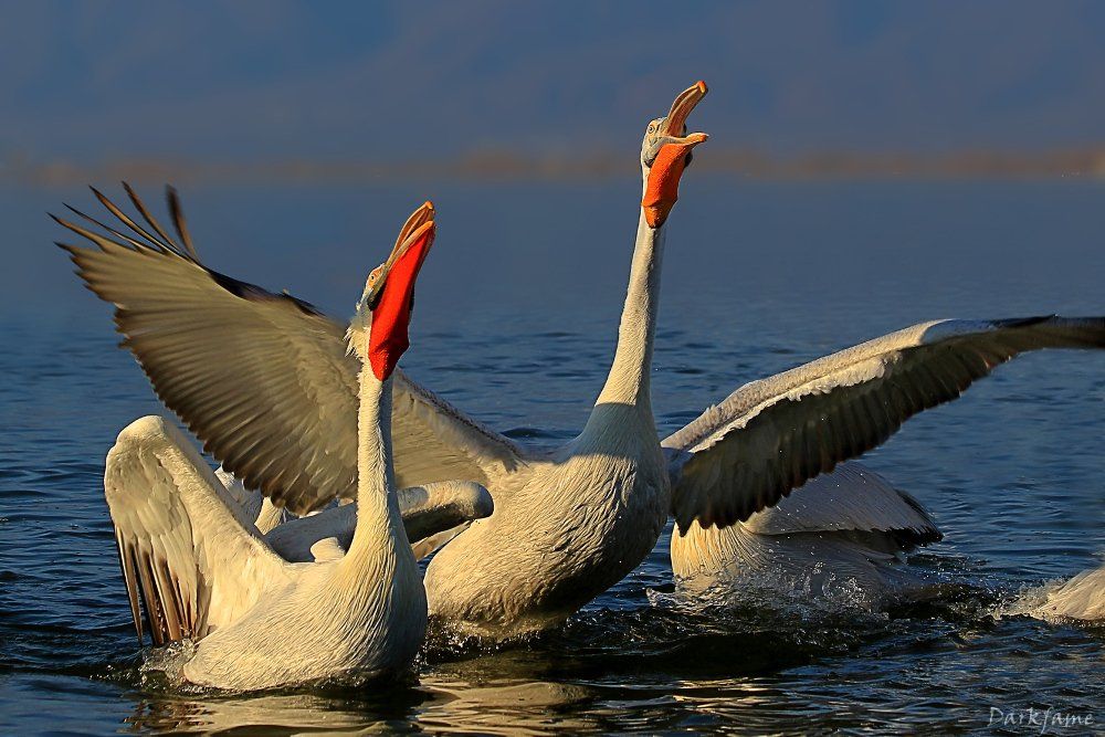птиць, birds, wild, wildlife, travel, pelican, bird, Георги Славов