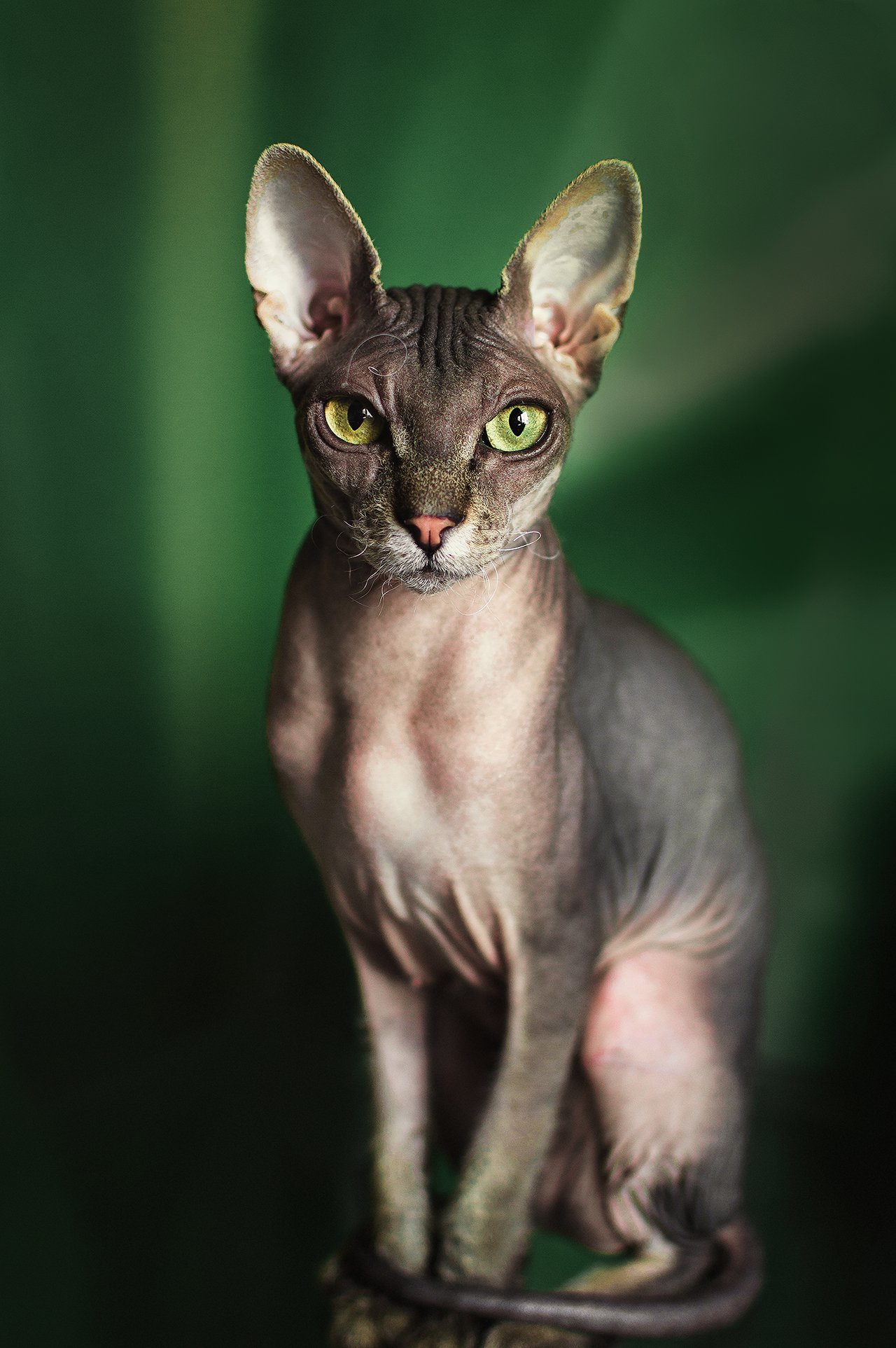 Кошка портрет лысая кошка, Парбукова Анна