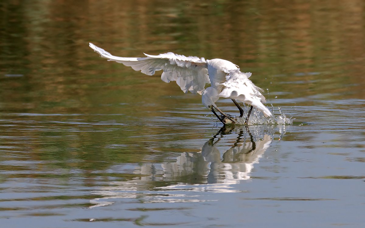 Animals, Birds, Egret, Fish, Дикая природа, Животные, Охота, Птицы, Рыба, Цапля, Yuri Gomelsky