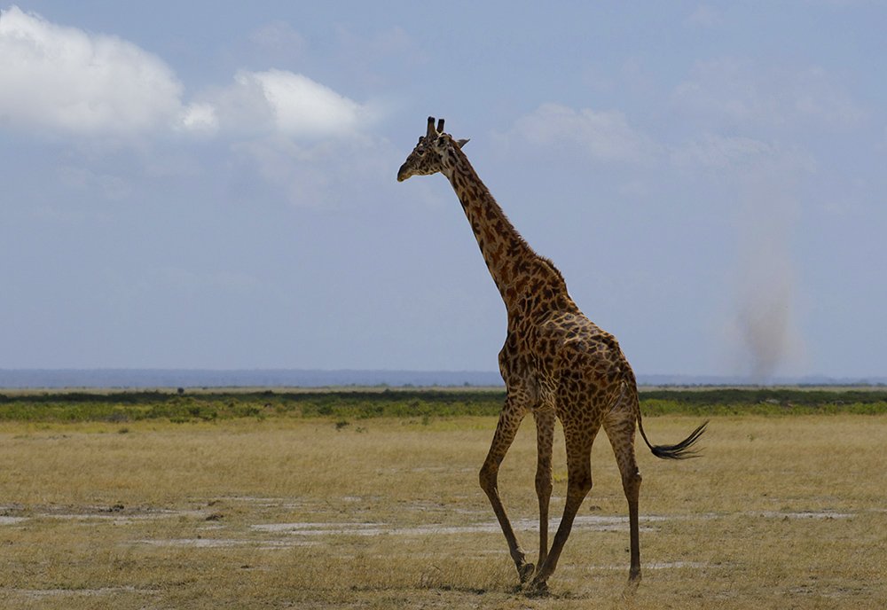жираф, пятнистый, саванна, сафари, Кения, Африка, Марина Мудрова