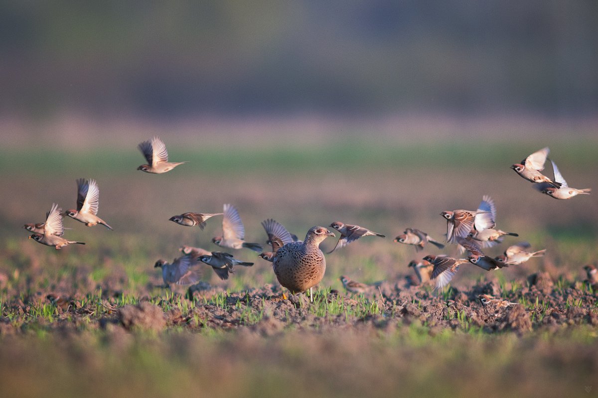 Pheasant, tree sparrow, birds, wildlife, Wojciech Grzanka