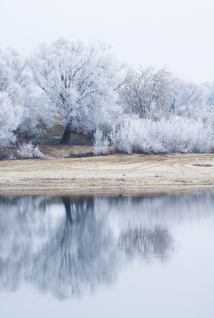 зима, иней, река, берег, дерево, winter, tree, Дмитрий