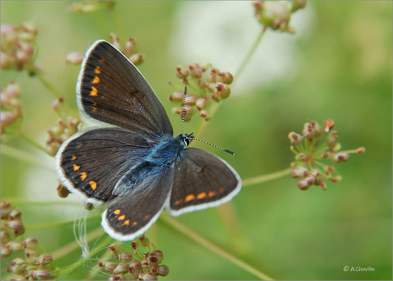 бабочка,икар,icarus,самка, Александр Чувилин