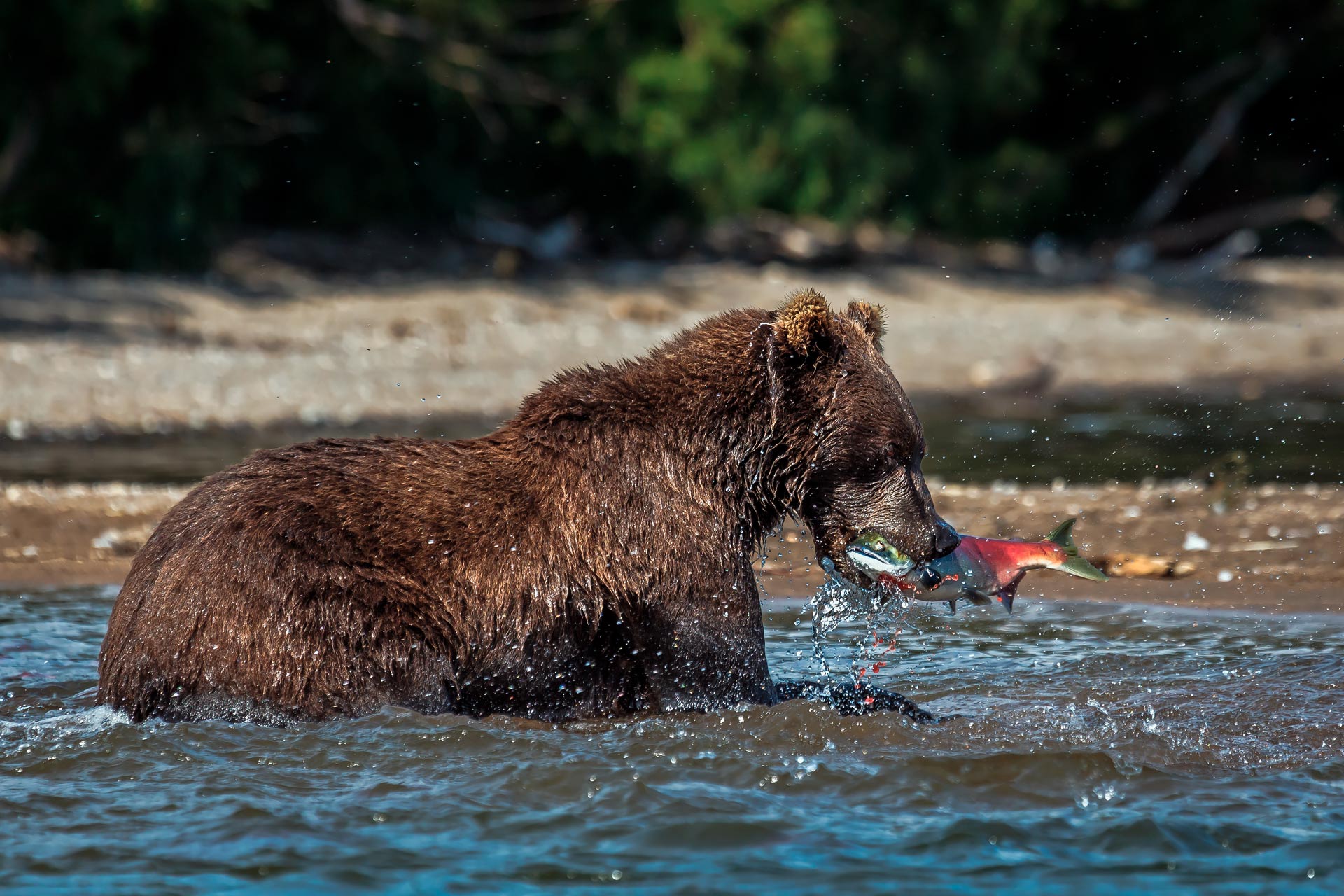 медведь, нерка, рыба, курильское озеро, камчатка, Уткин Дмитрий