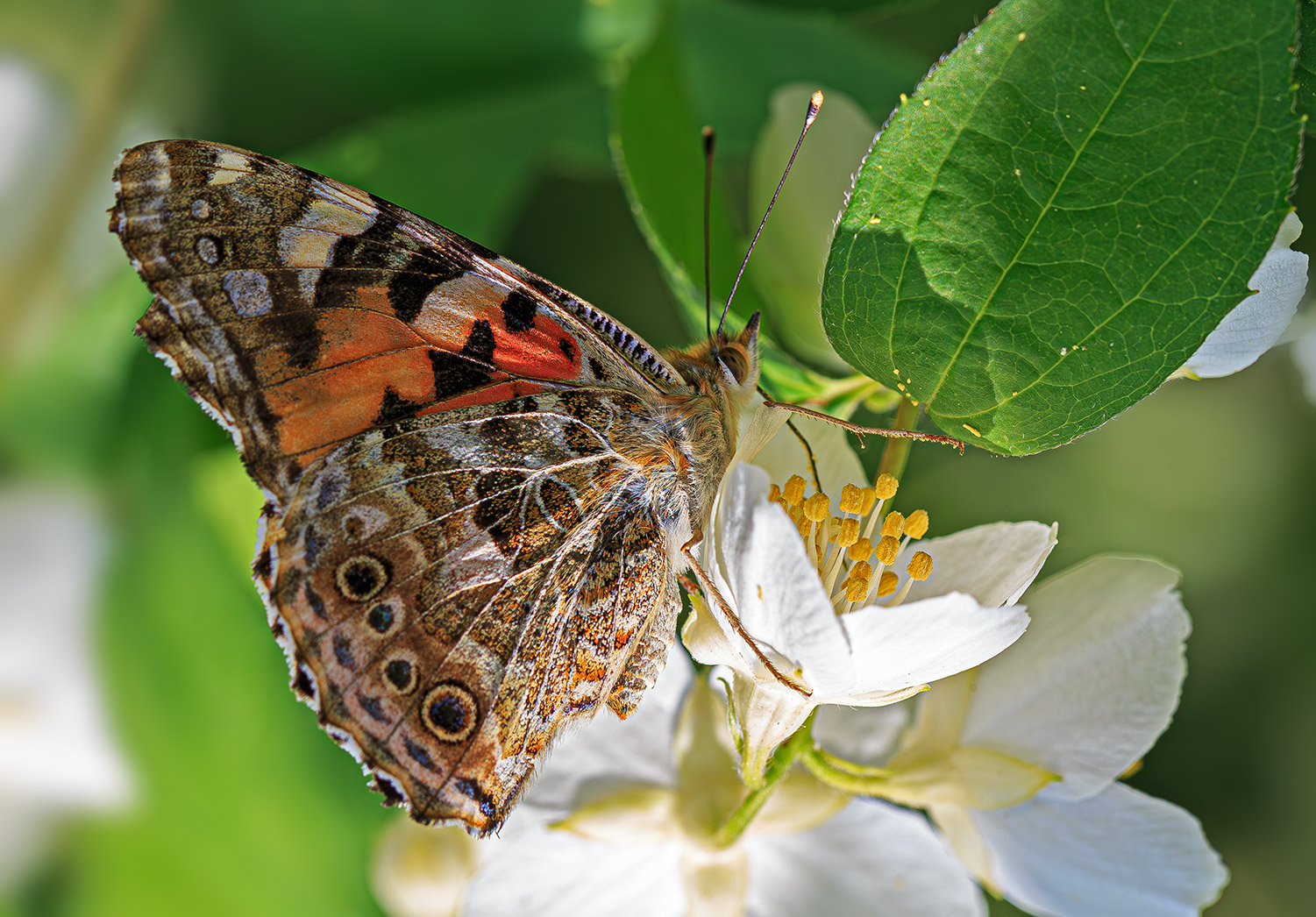 насекомые, бабочка, нимфалида, репейница, лето, июнь, Борис Новиков