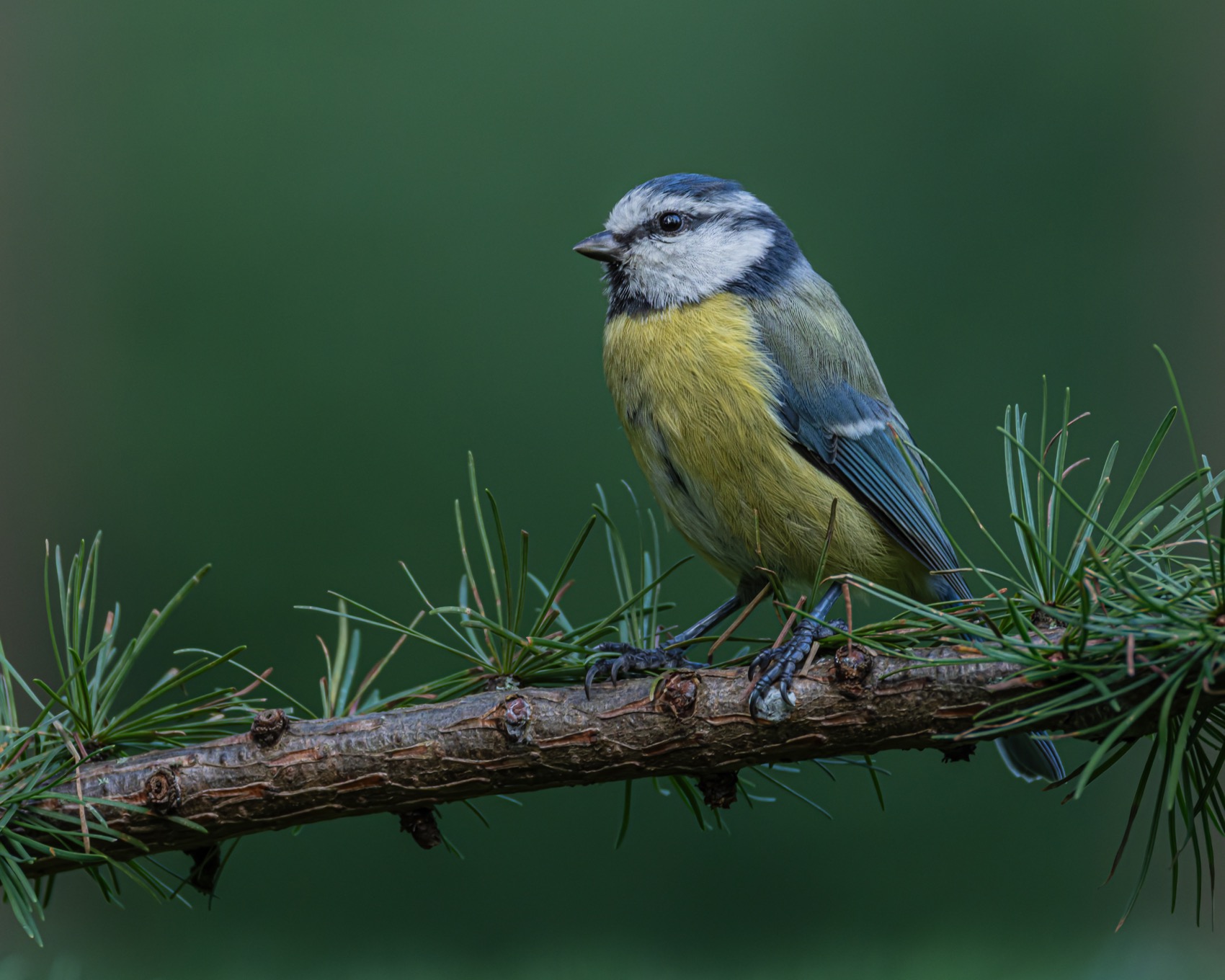 синица, лазоревка, птицы, Ruslan Pl