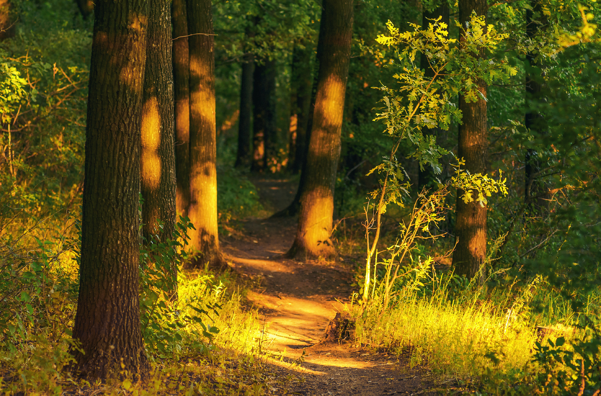 , Лысенко Сергей