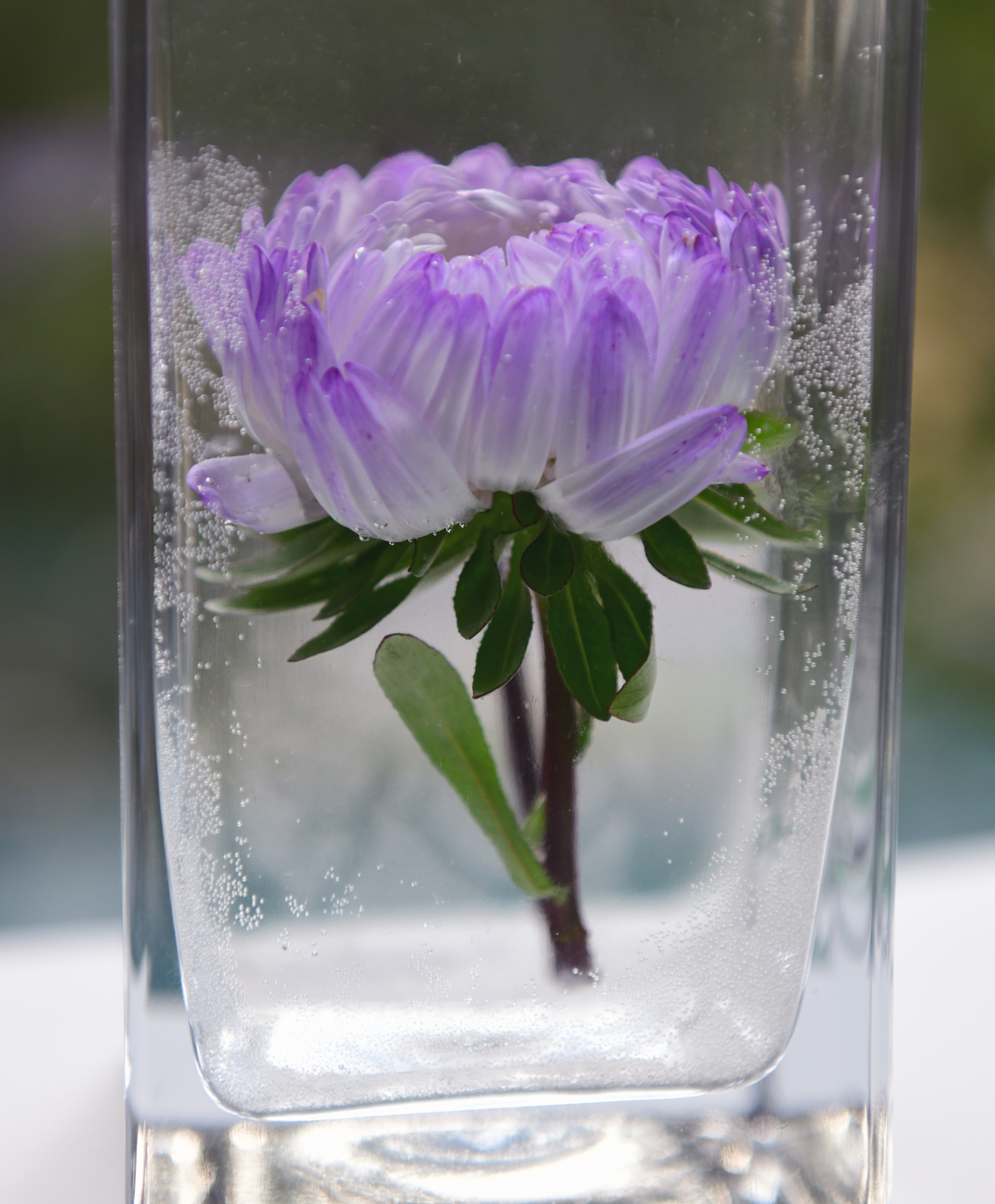 , Божена Пучко