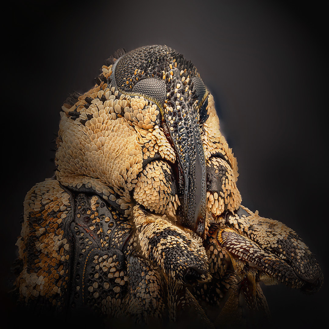 coleoptera, curculionidae, cryptorhynchus lapathi, скрытохоботник ольховый, Kavaliauskas Eugenijus