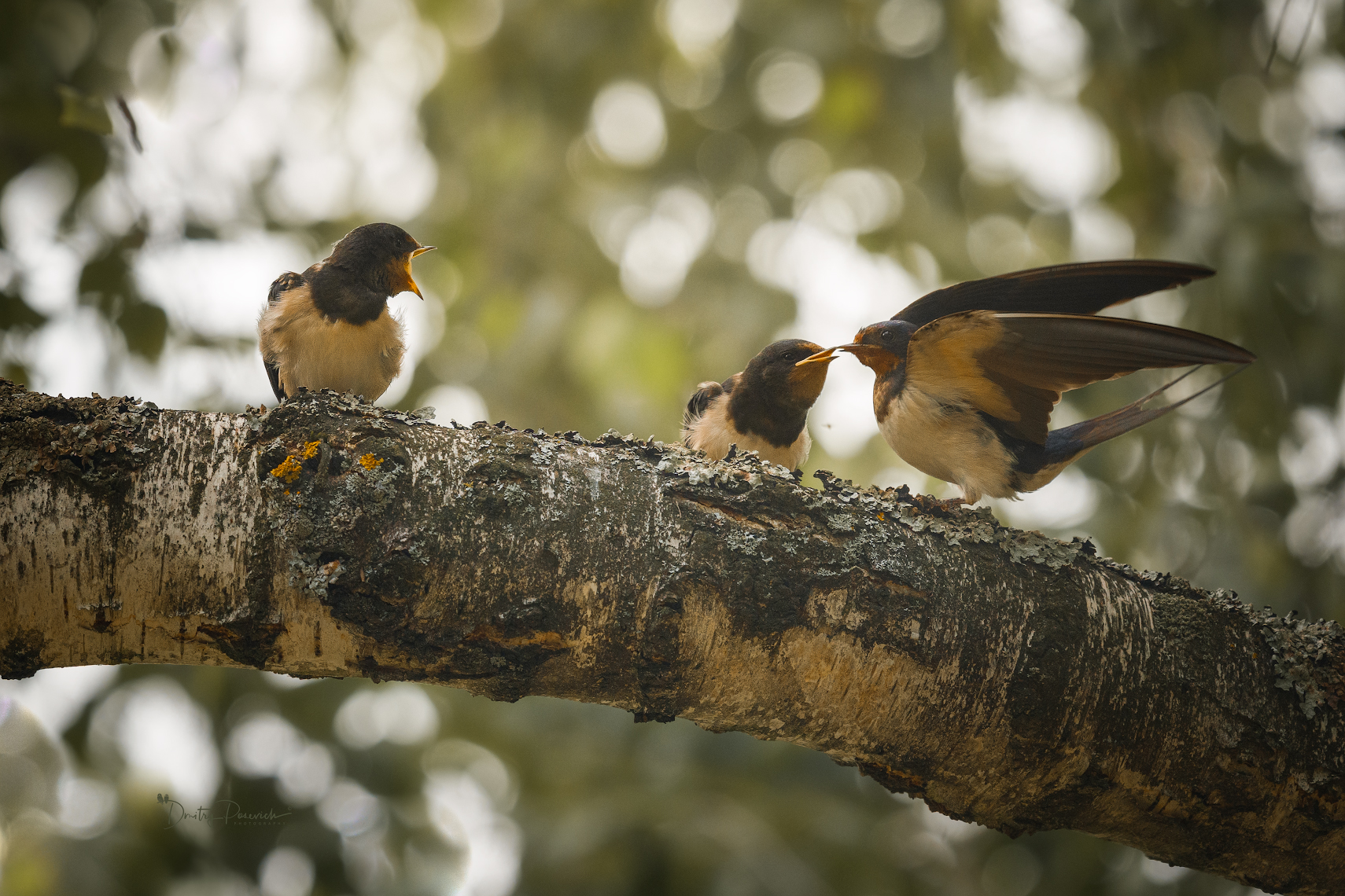 природа, лес, поля, огороды, животные, птицы, макро, Дмитрий Посевич