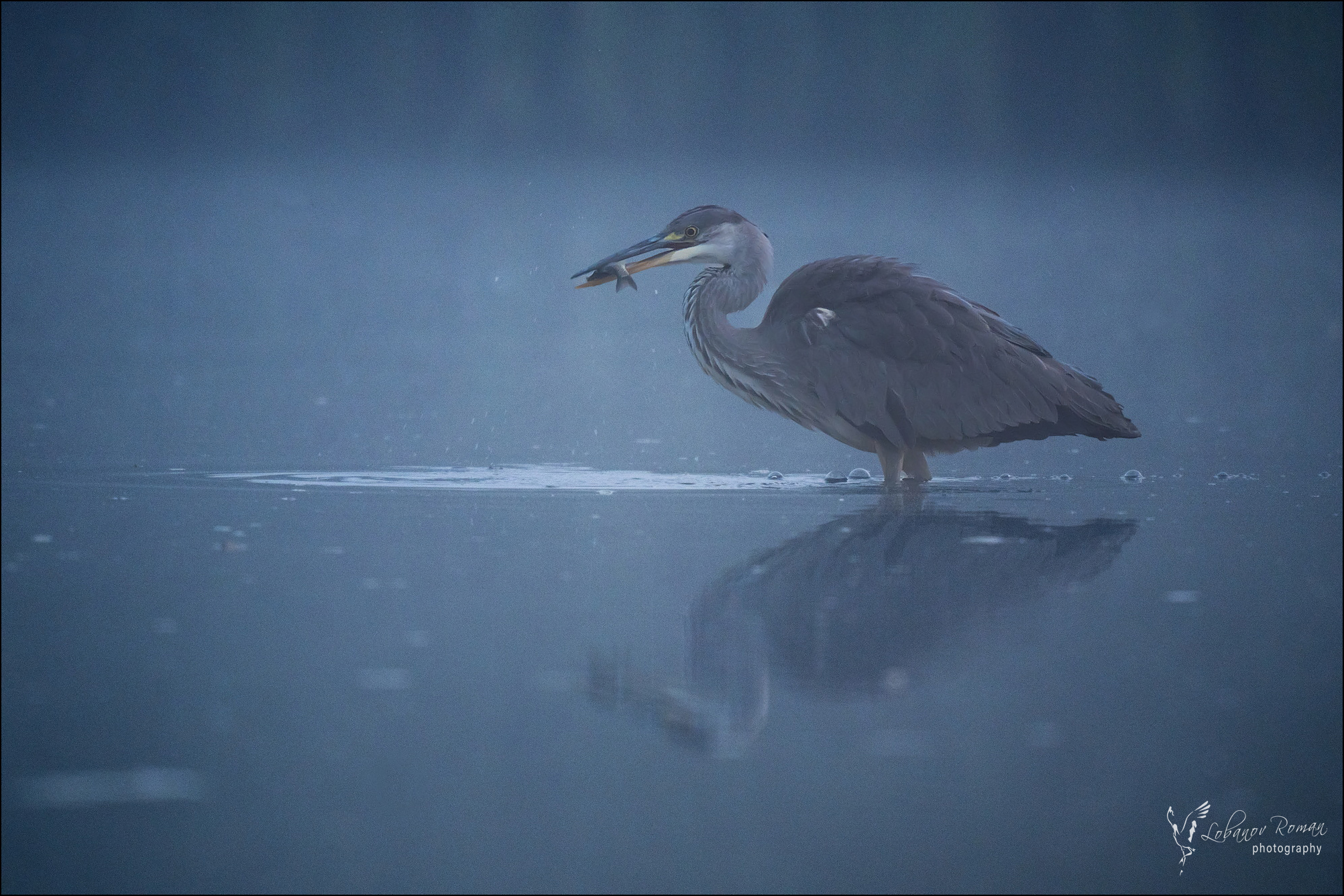 , Лобанов Роман