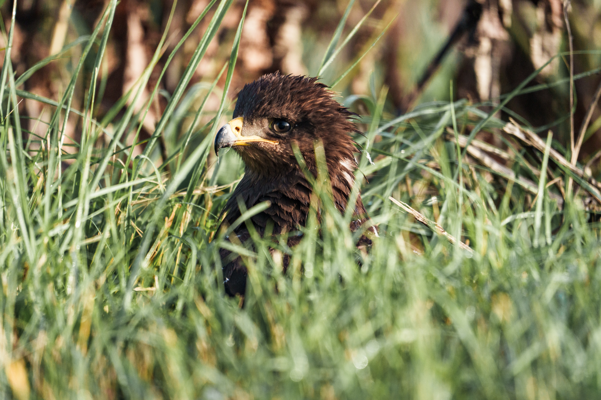 , Велин Александр