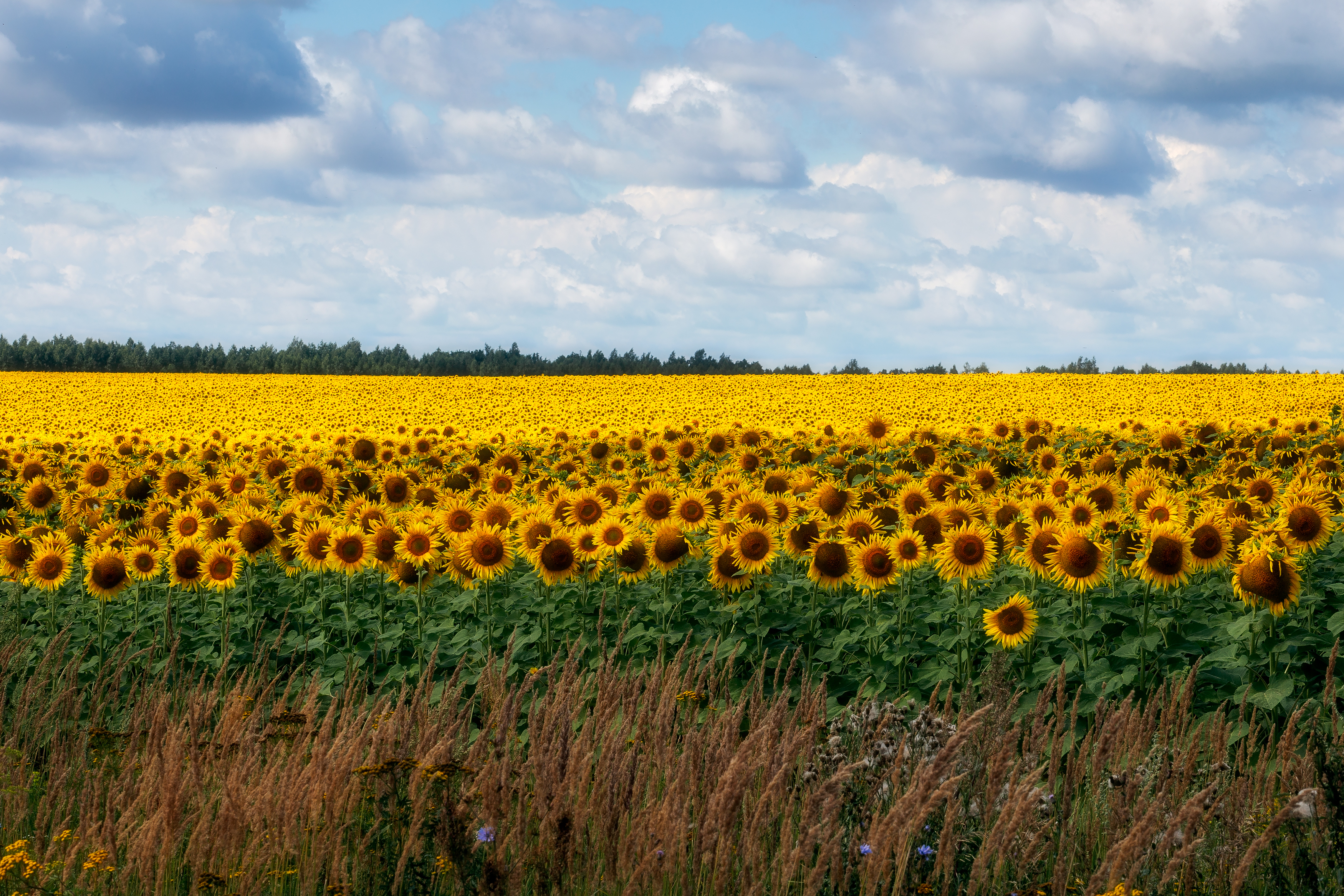 пейзаж, пастораль, природа, сельское хозяйство, подсолнухи, Мартыненко Дмитрий