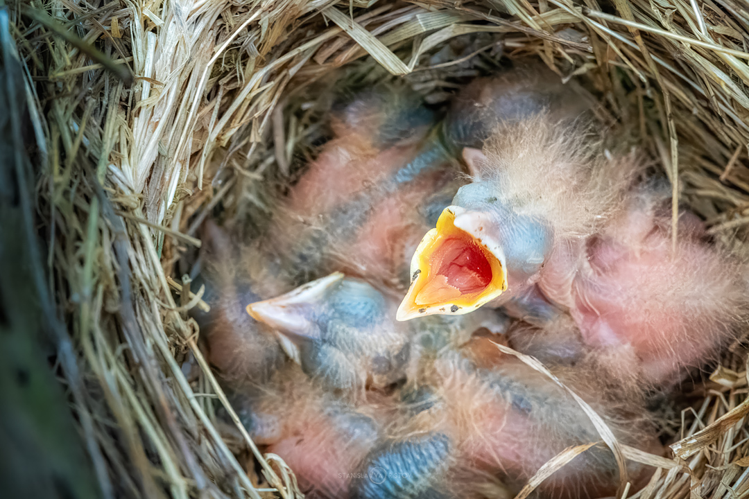 , Станислав Аристов