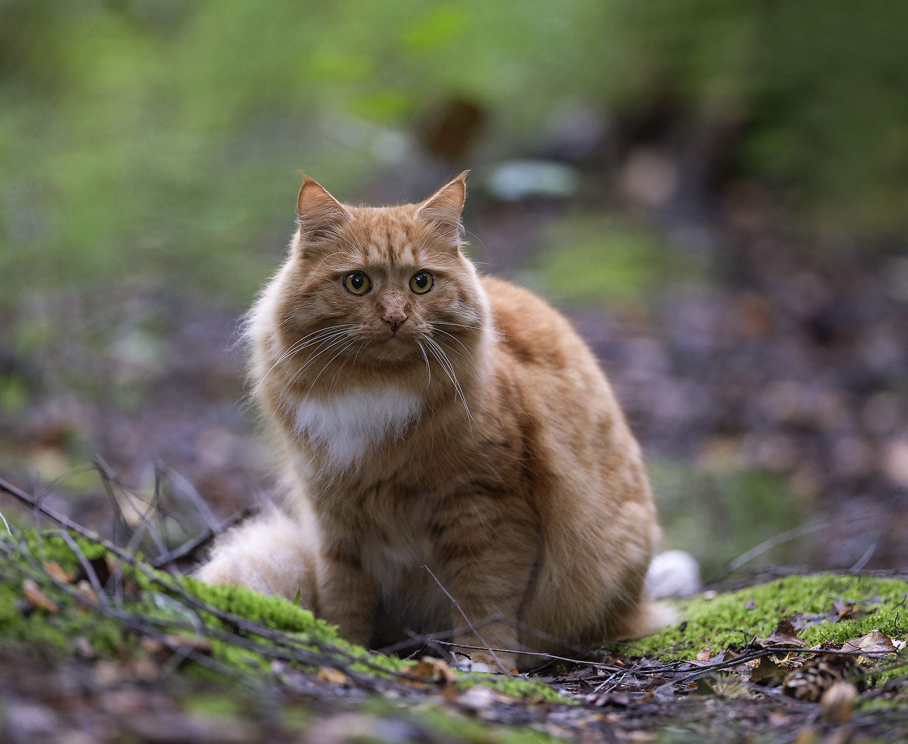 кот, рыжий, охотник, фотомодель, красавец, cat,beautiful, model, nature, Стукалова Юлия