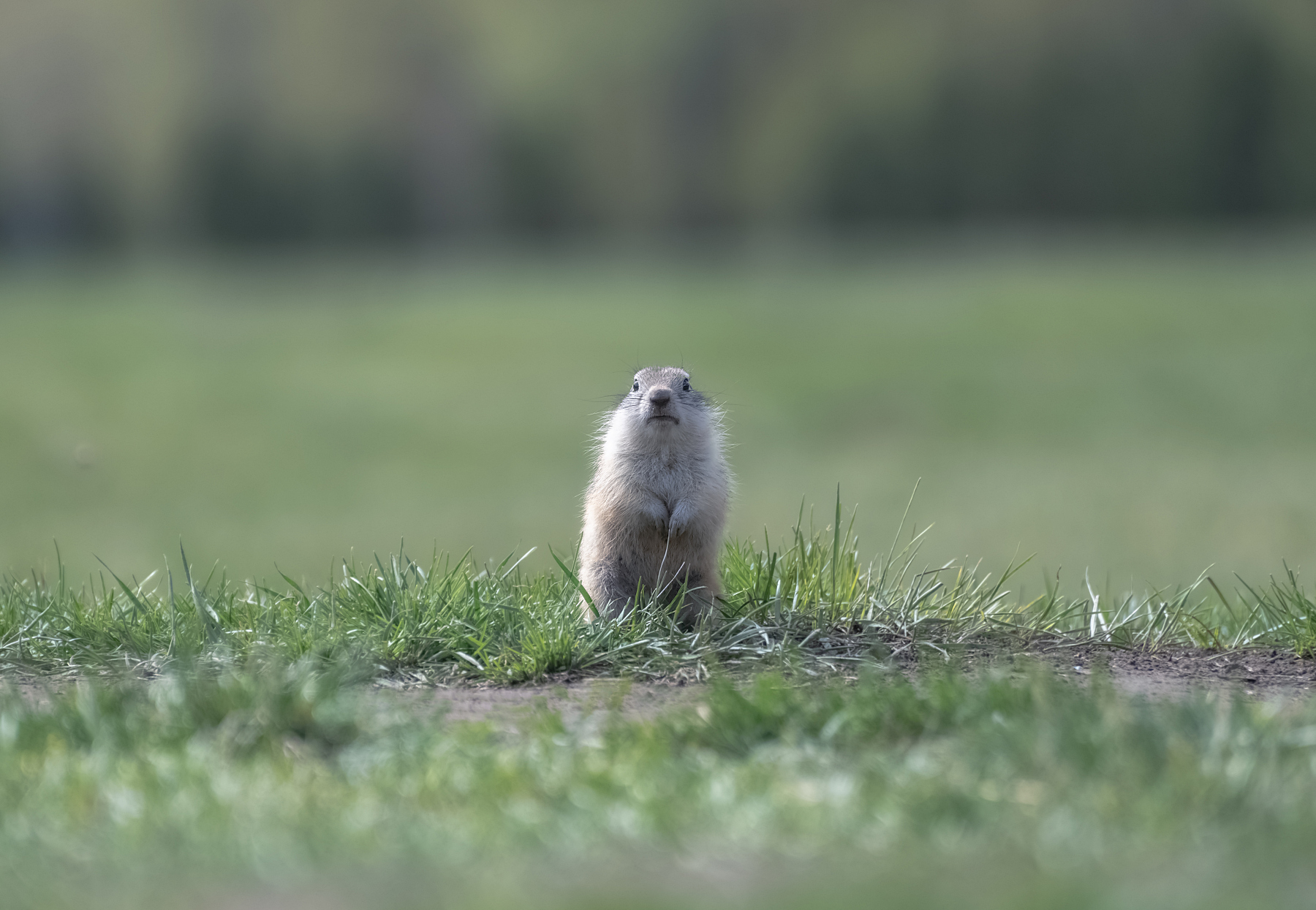 суслик, малыш, лето,красноярск, Марина Фомина
