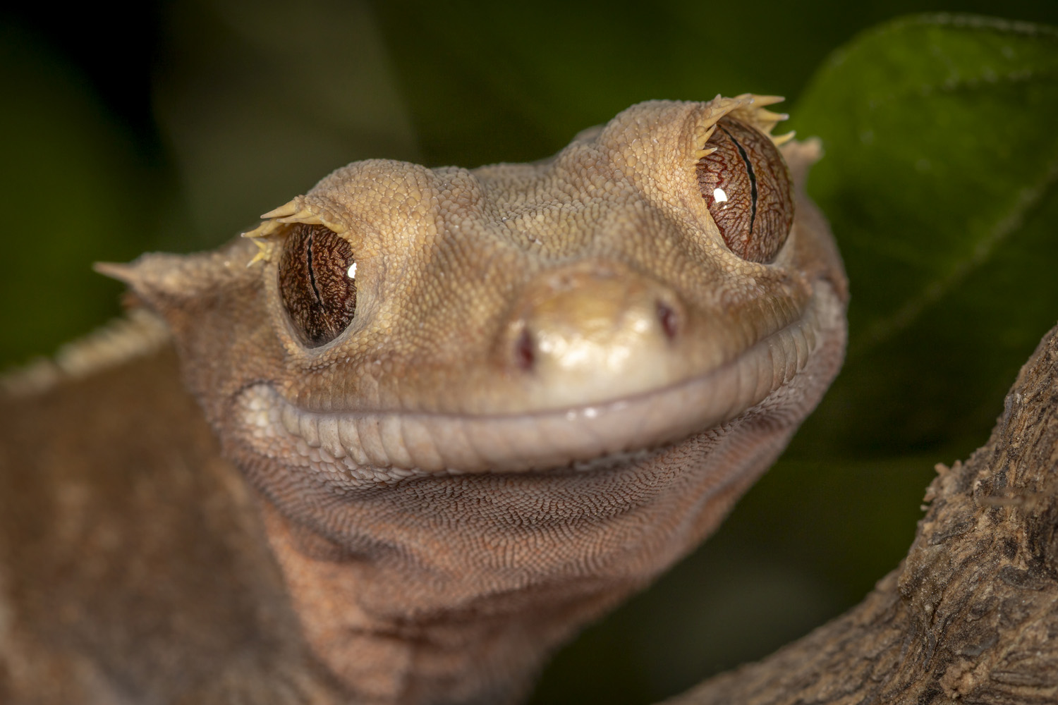 lizard, animals, reptile, portrait, closeup, Nikolay Tatarchuk
