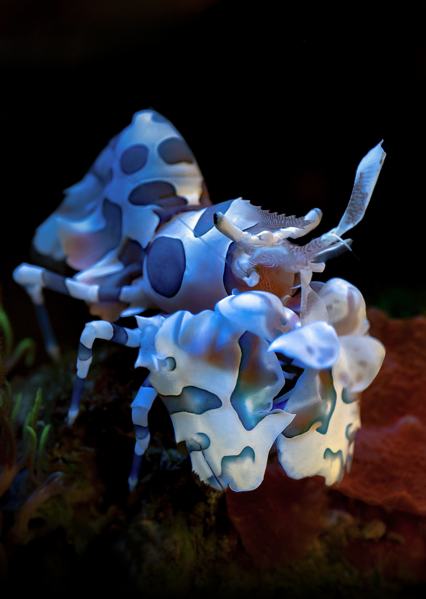 , Лисицын Сергей