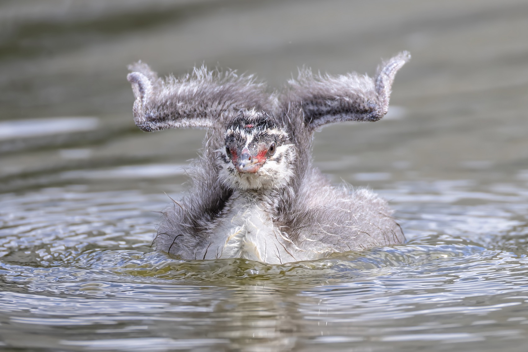 красношейная поганка, птицы, поганка, птенцы, Ruslan Pl