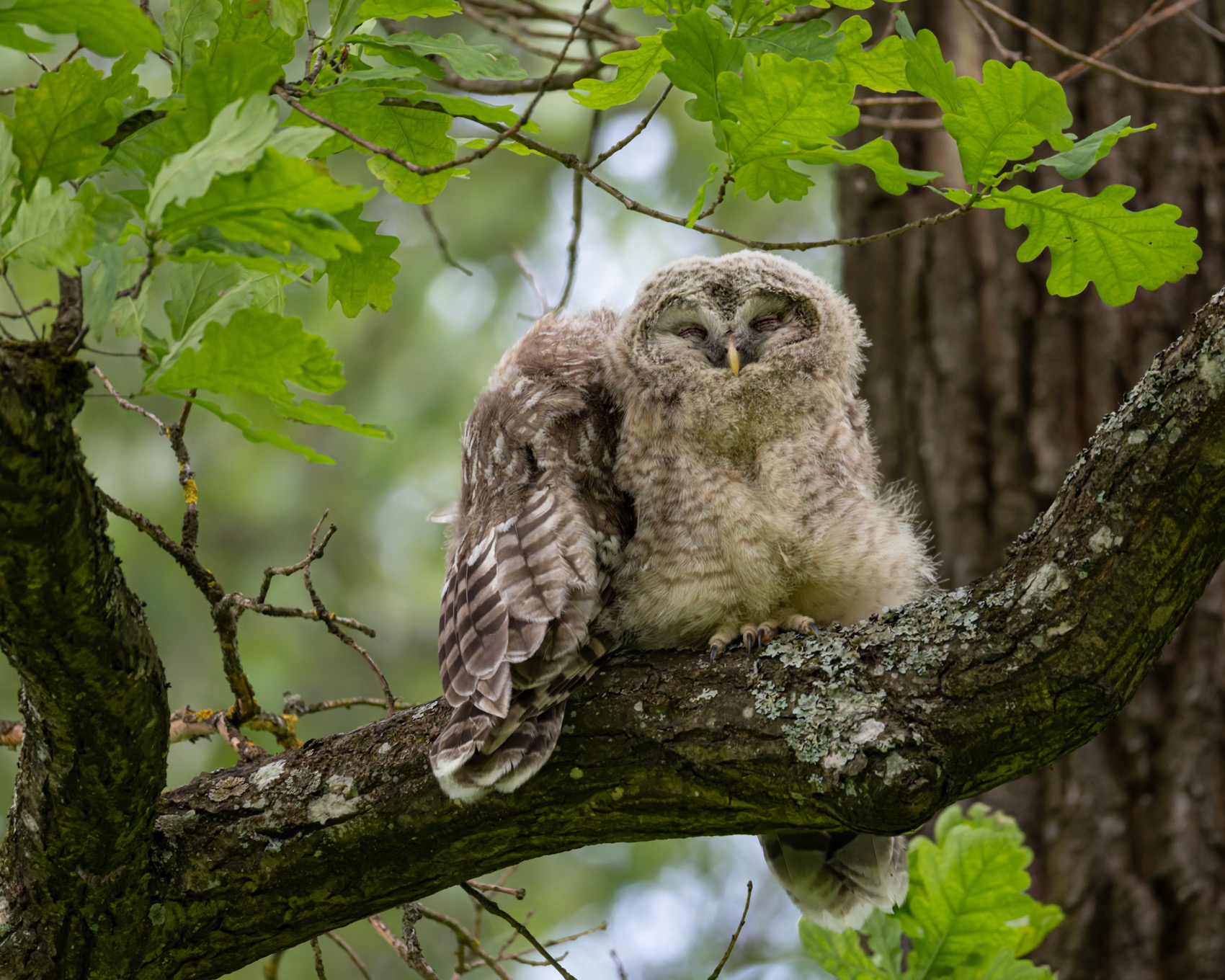 сова, совенок, уральская неясыть, птицы, неясыть, длиннохвостая неясыть, Ruslan Pl